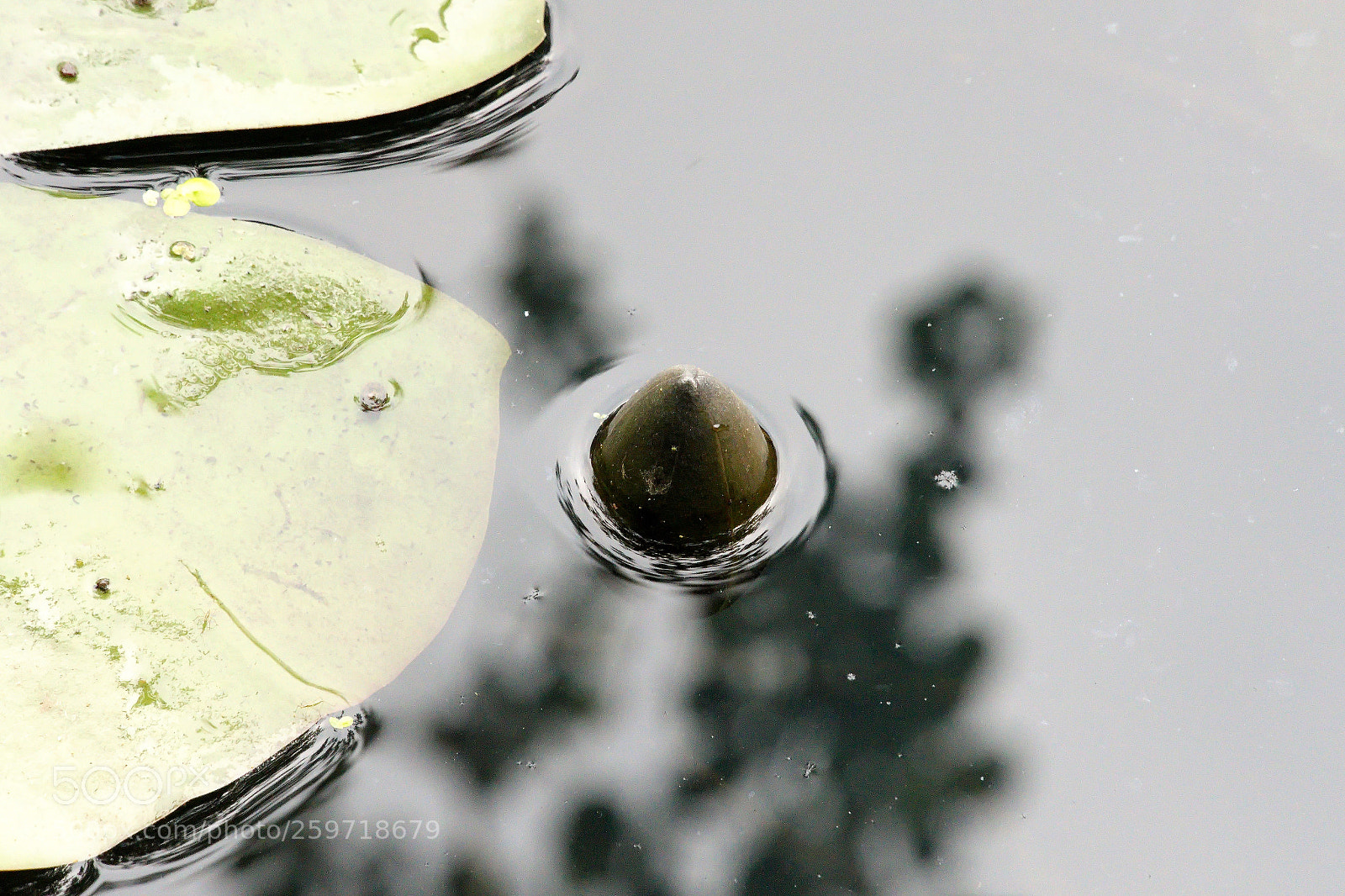 Panasonic Lumix DMC-FZ1000 sample photo. Cccfff () photography