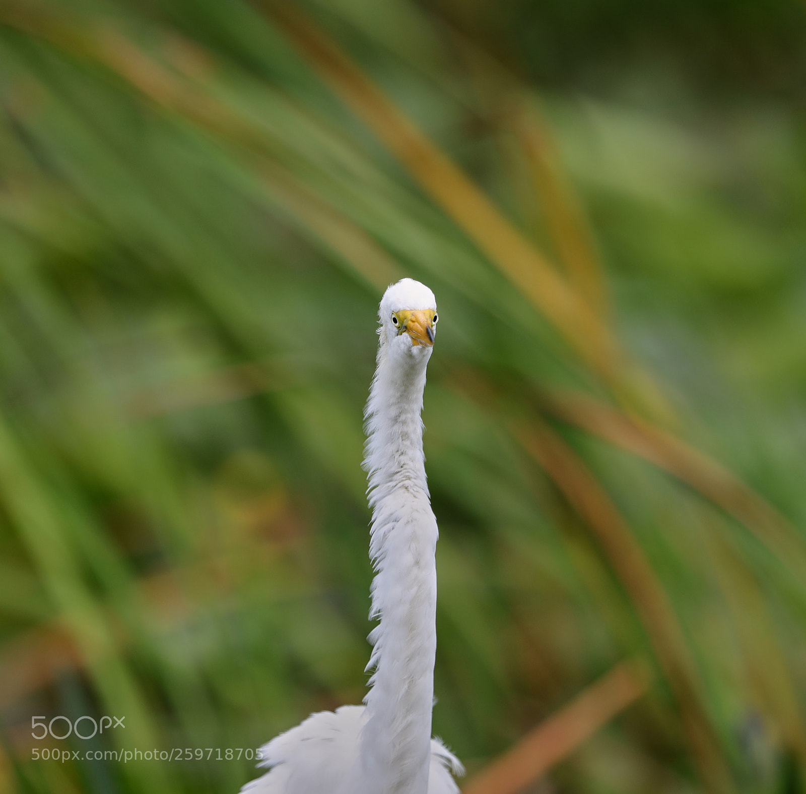 Canon EOS-1D X Mark II sample photo. 05-27-18-0019922.jpg photography