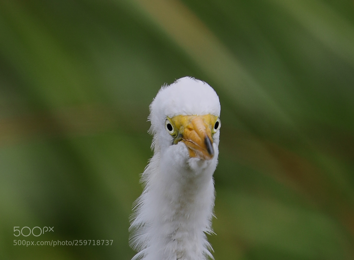 Canon EOS-1D X Mark II sample photo. 05-27-18-0019920.jpg photography
