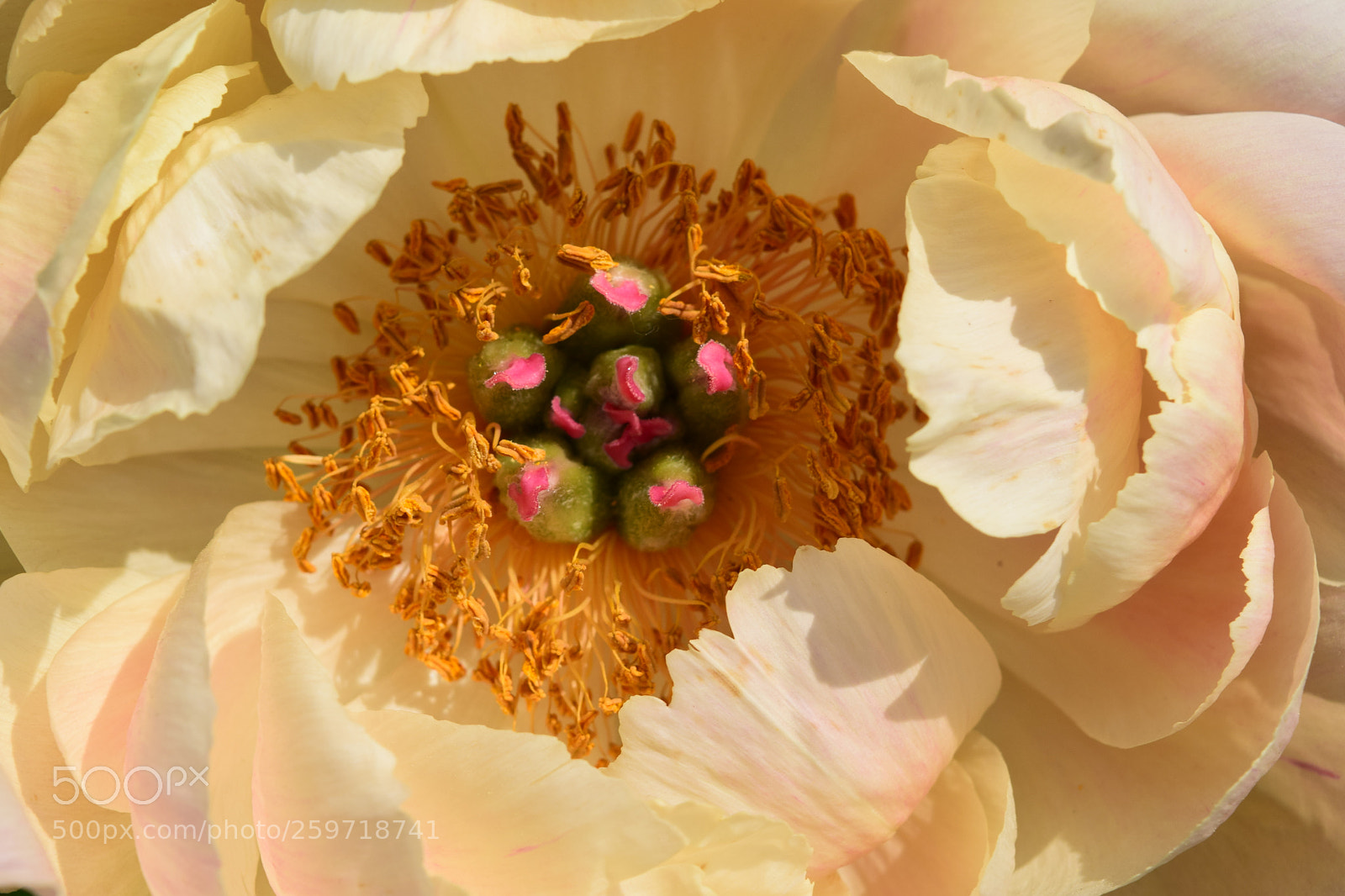 Nikon D3300 sample photo. Upclose flower bloom photography