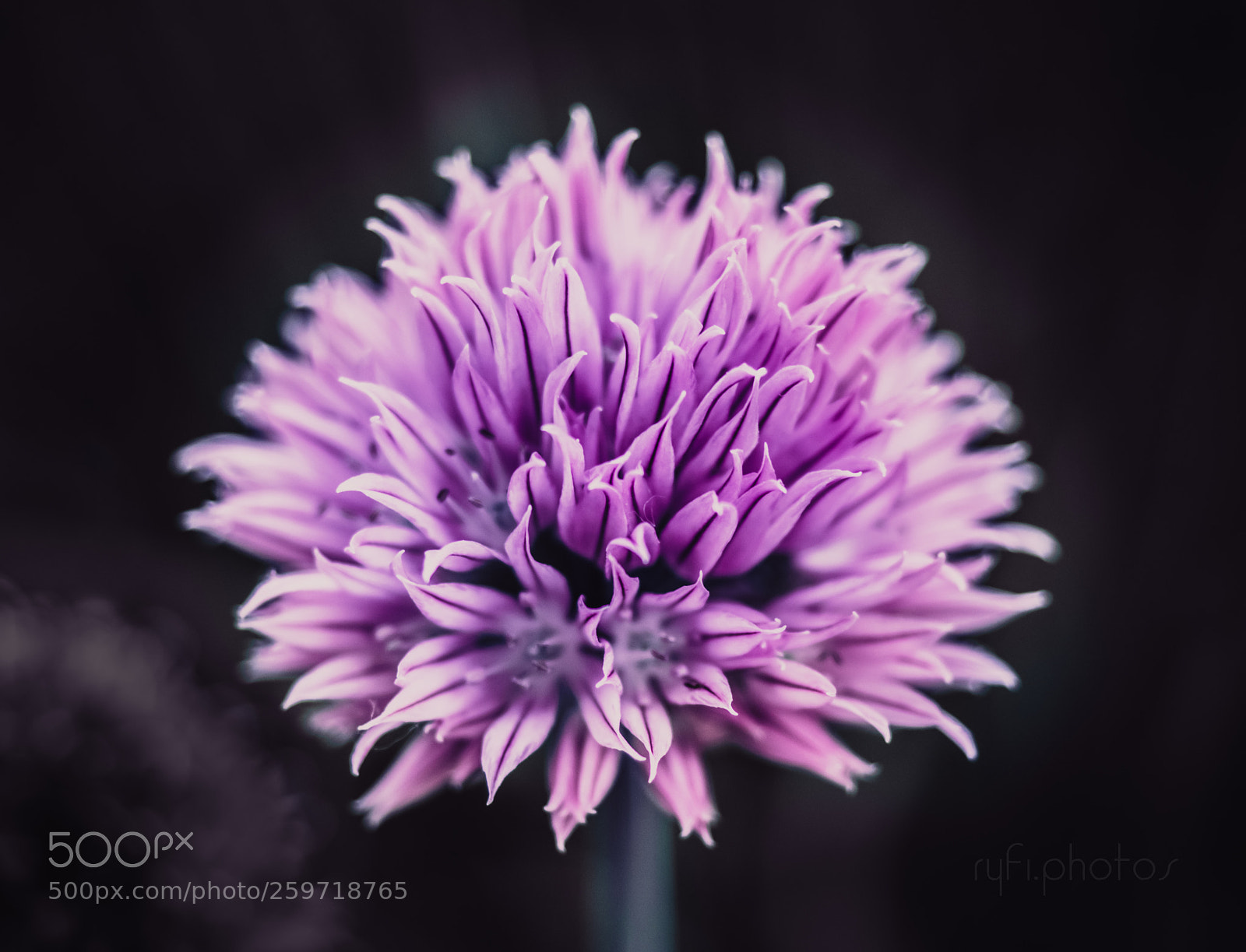 Olympus OM-D E-M5 II sample photo. Chive photography