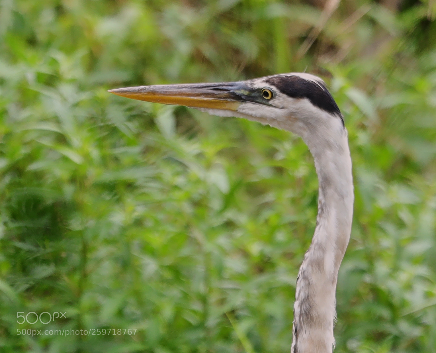 Canon EOS-1D X Mark II sample photo. 05-27-18-0019913.jpg photography