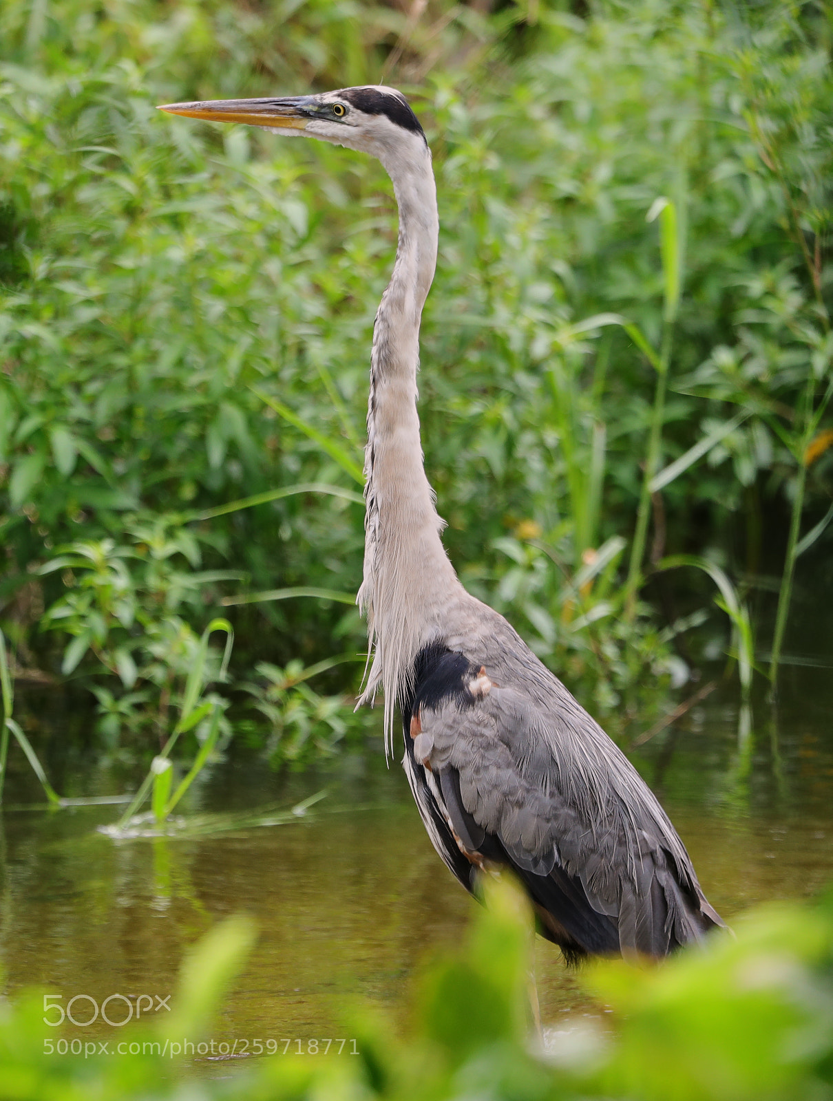 Canon EOS-1D X Mark II sample photo. 05-27-18-0019914.jpg photography
