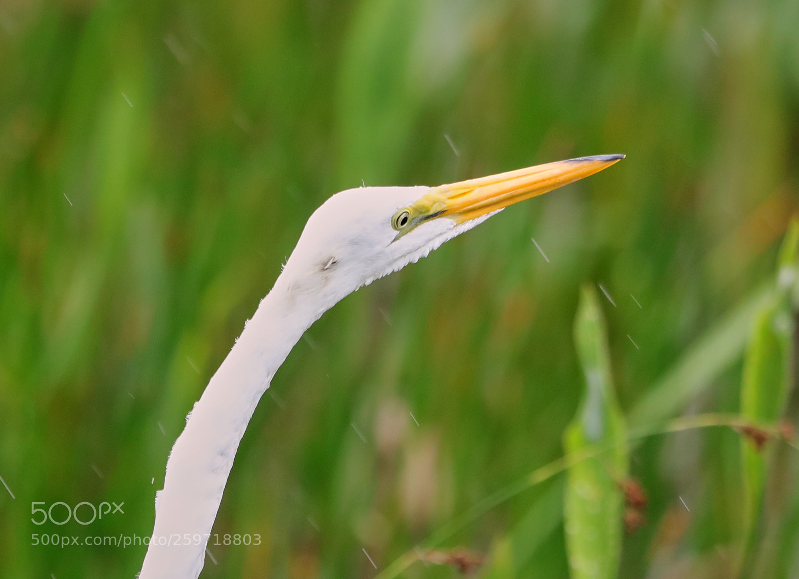 Canon EOS-1D X Mark II sample photo. 05-27-18-0020034.jpg photography