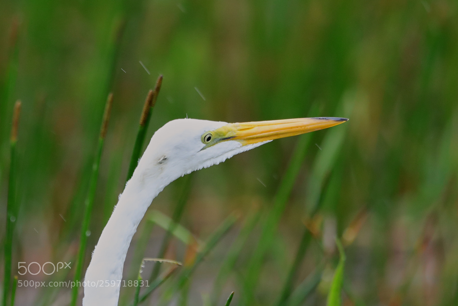 Canon EOS-1D X Mark II sample photo. 05-27-18-0020032.jpg photography