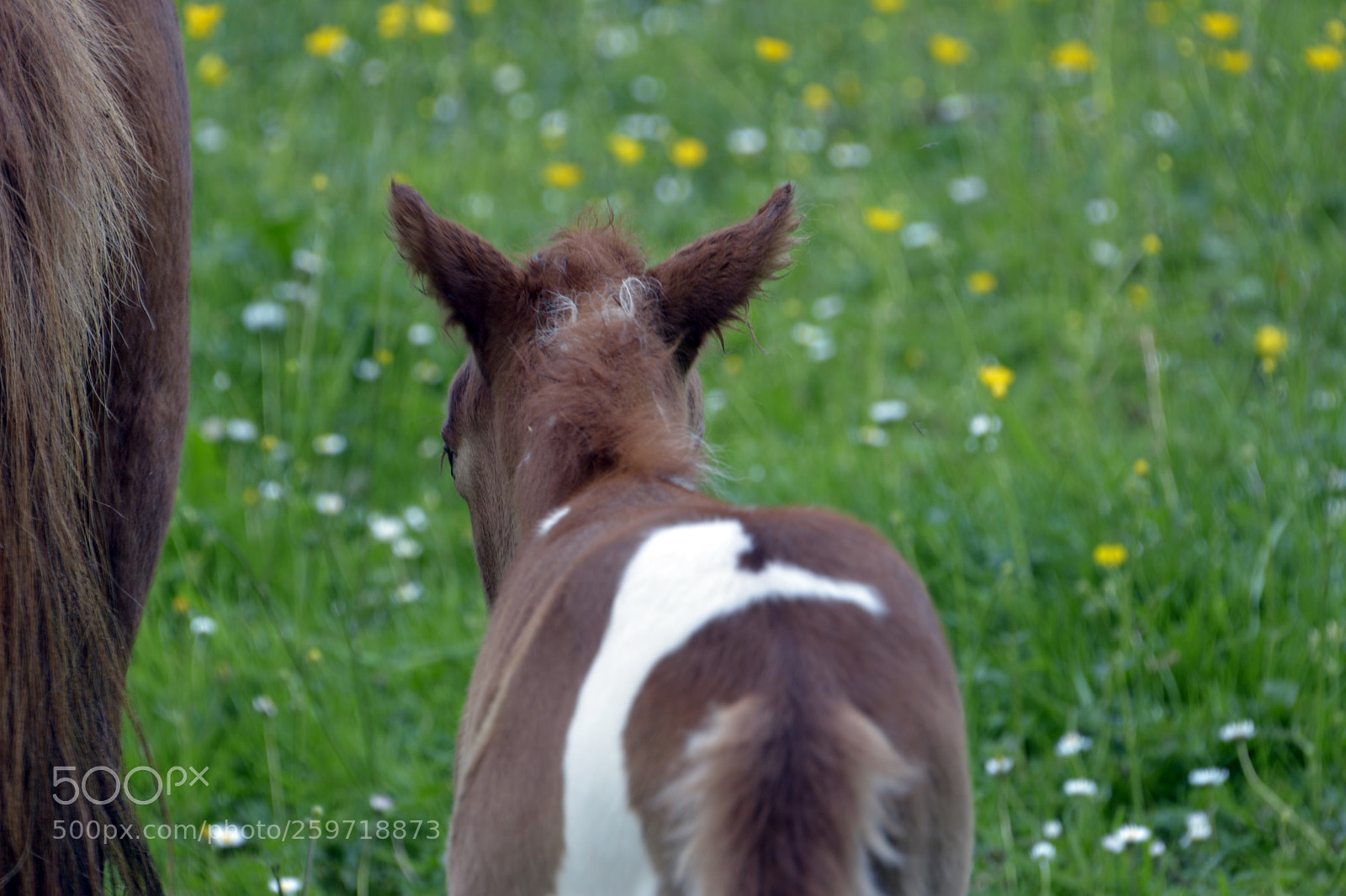 Nikon D7100 sample photo. Miniature foal photography
