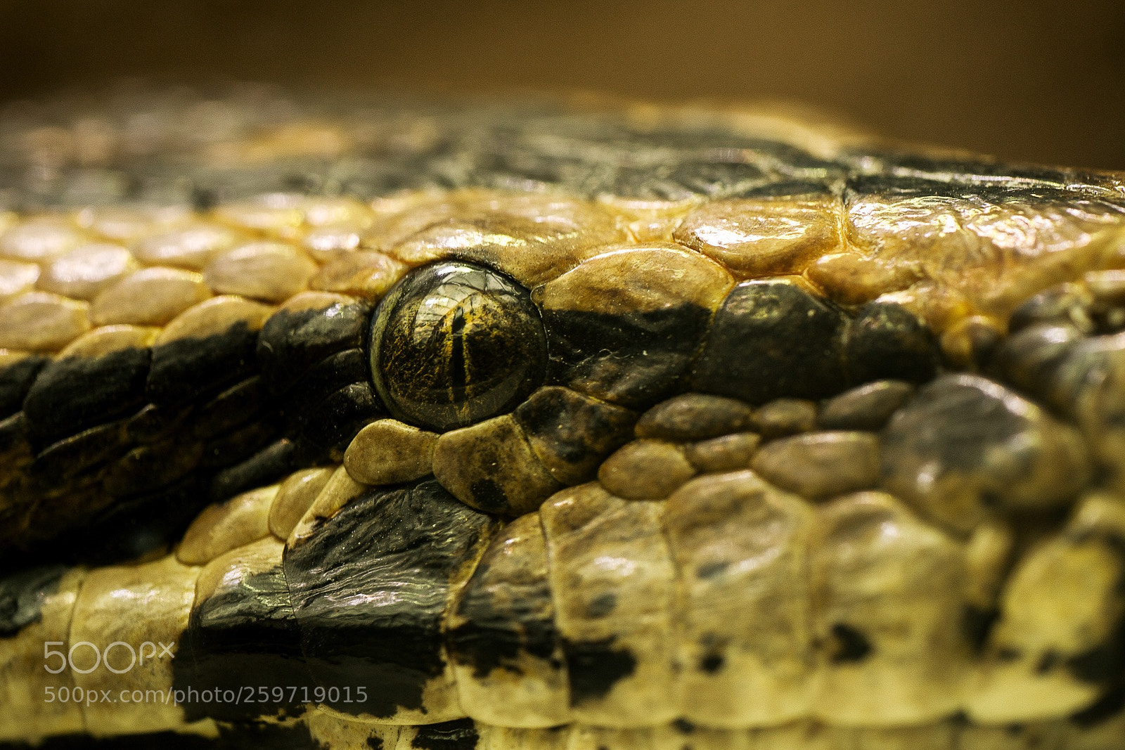 Sony a7R sample photo. Snakeeyes photography
