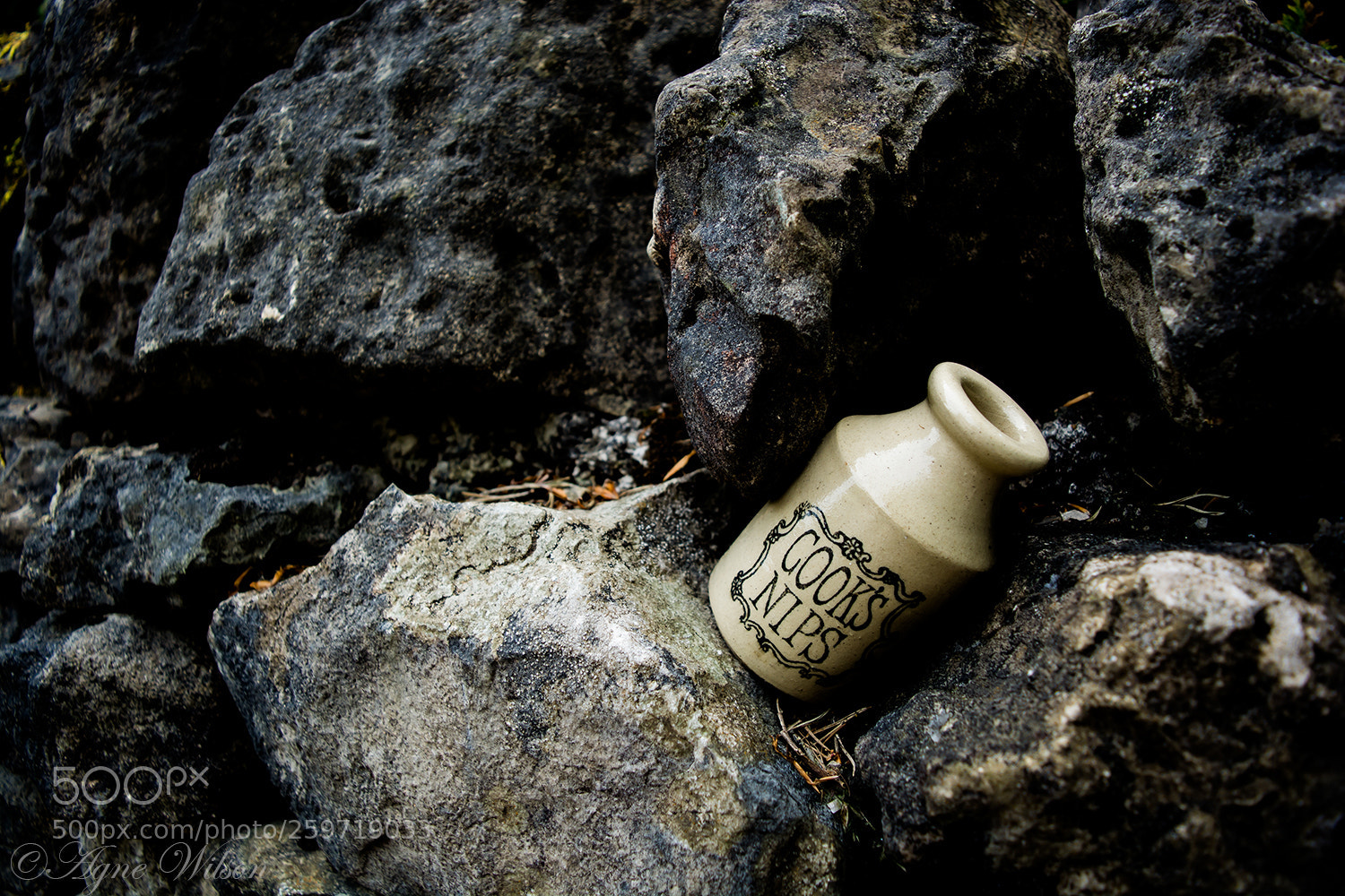 Nikon D5200 sample photo. Cooks nips photography