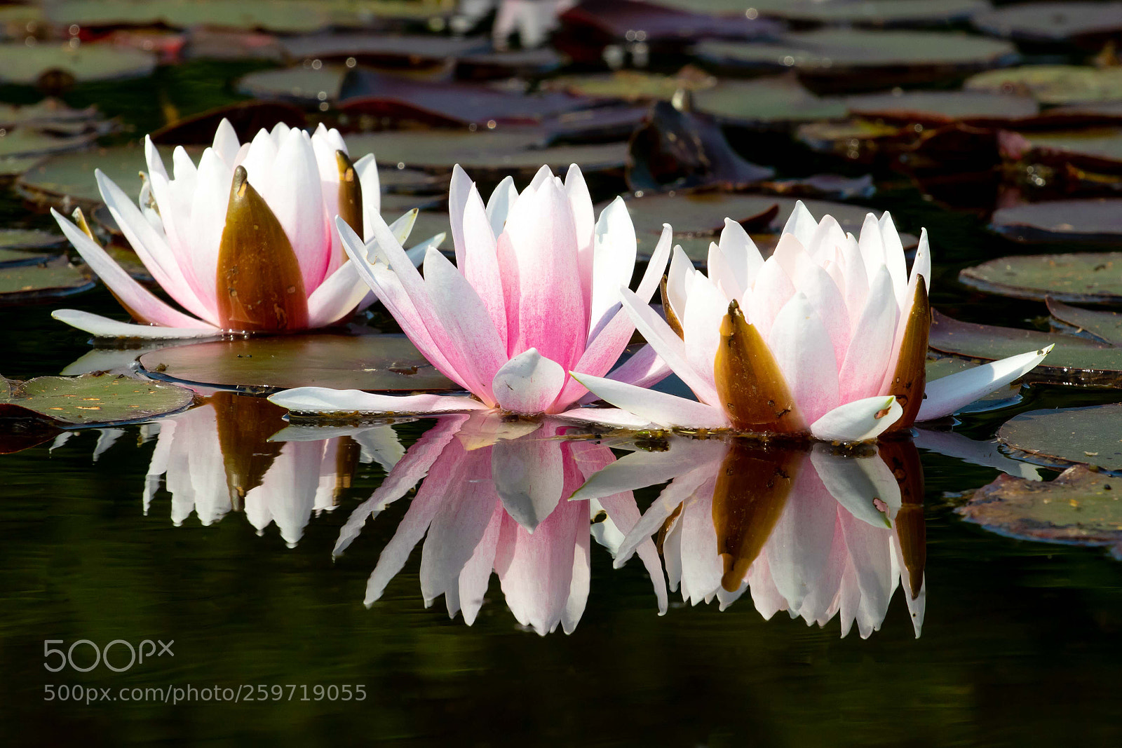 Canon EOS 7D Mark II sample photo. Seerose photography