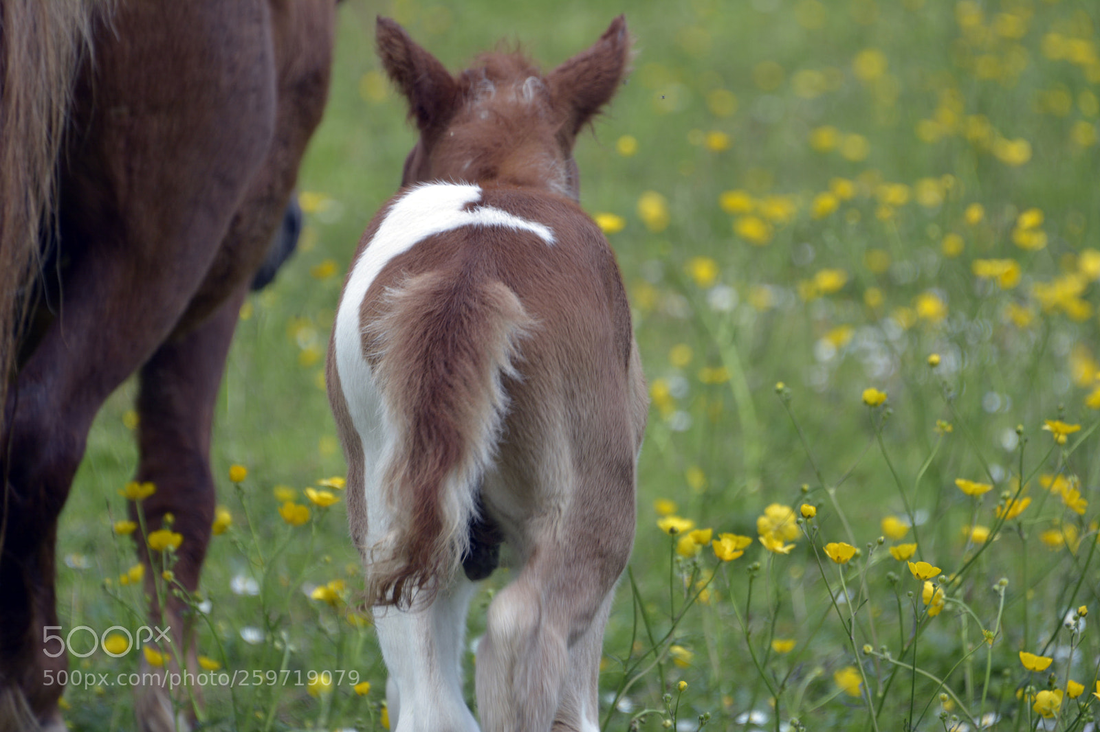 Nikon D7100 sample photo. Miniature foal photography