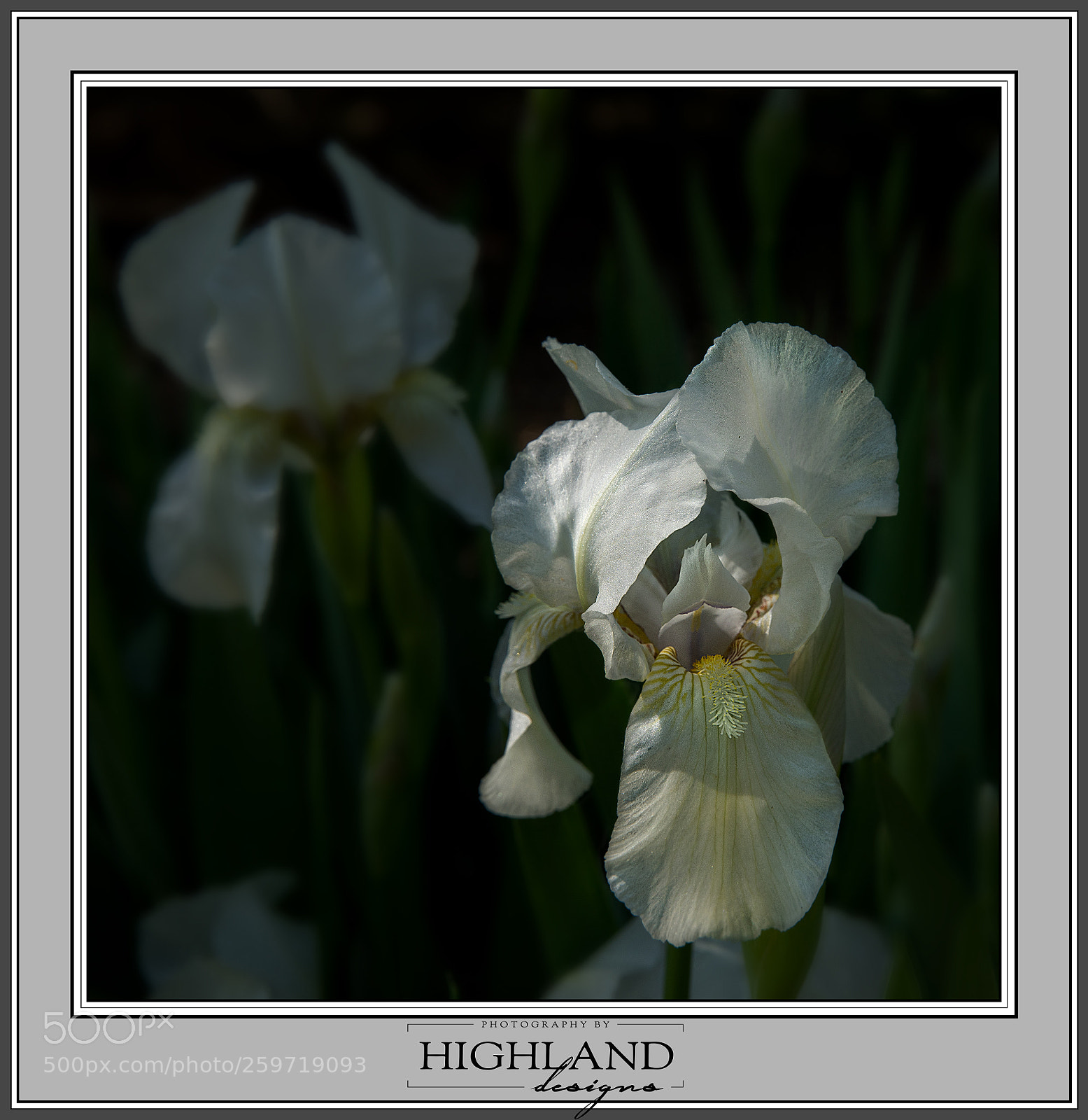 Sony a7 II sample photo. White bearded iris m photography