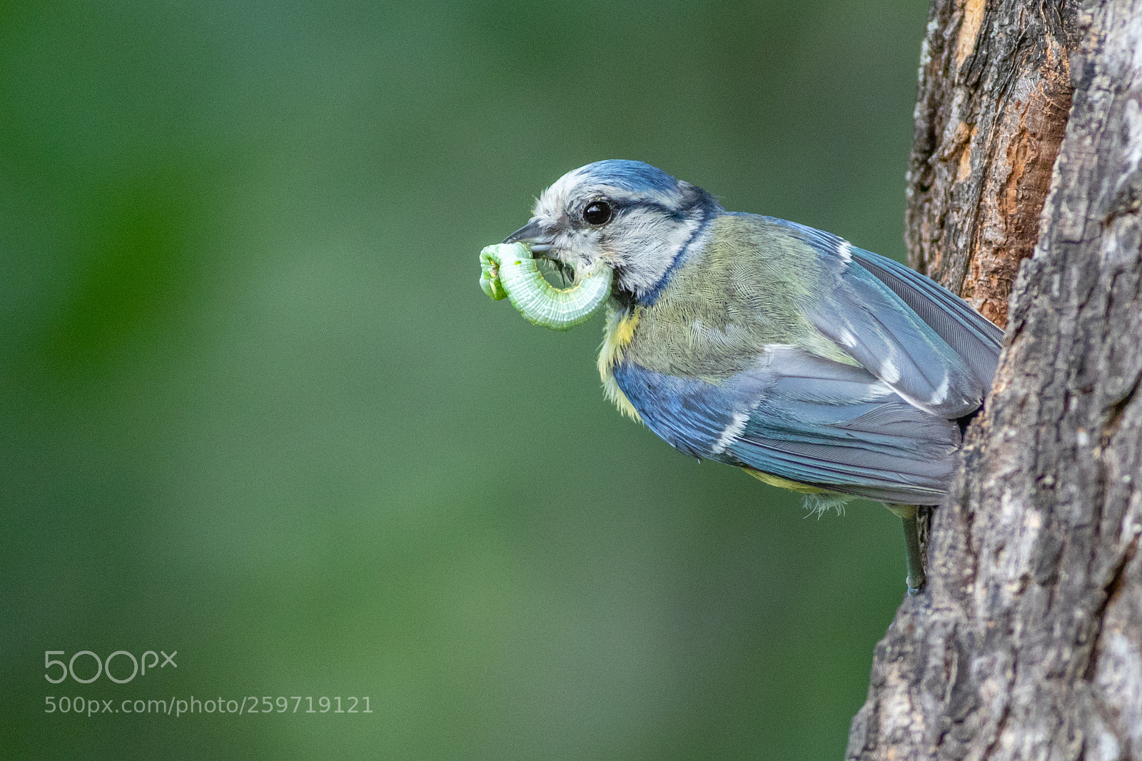 Canon EOS 7D Mark II sample photo. Blue tit - cyanistes photography