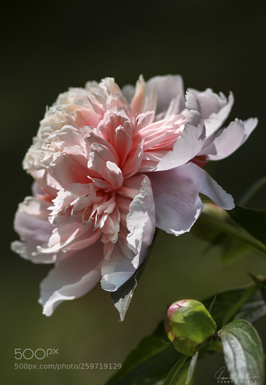Canon EOS 7D sample photo. Peony photography