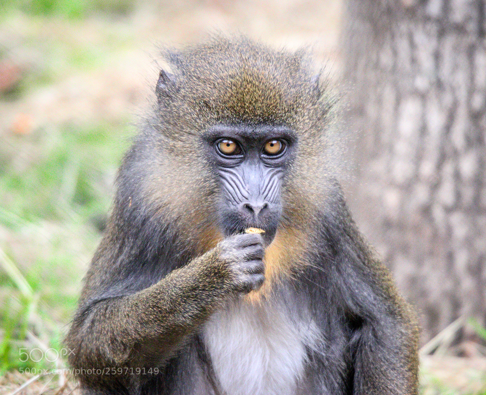 Canon EOS 70D sample photo. Monkey's eyes photography