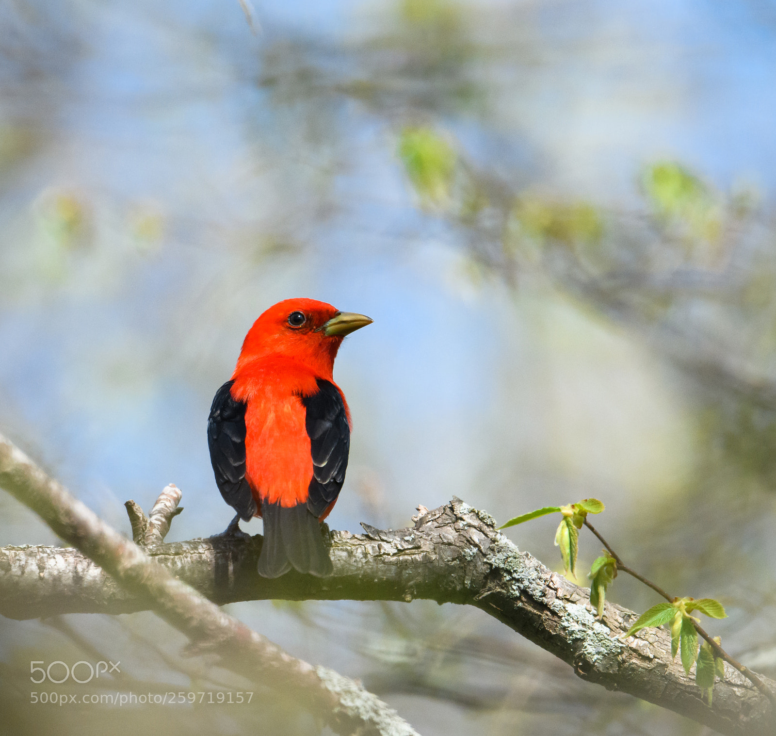 Nikon D850 sample photo. Scarlet tanager in the photography