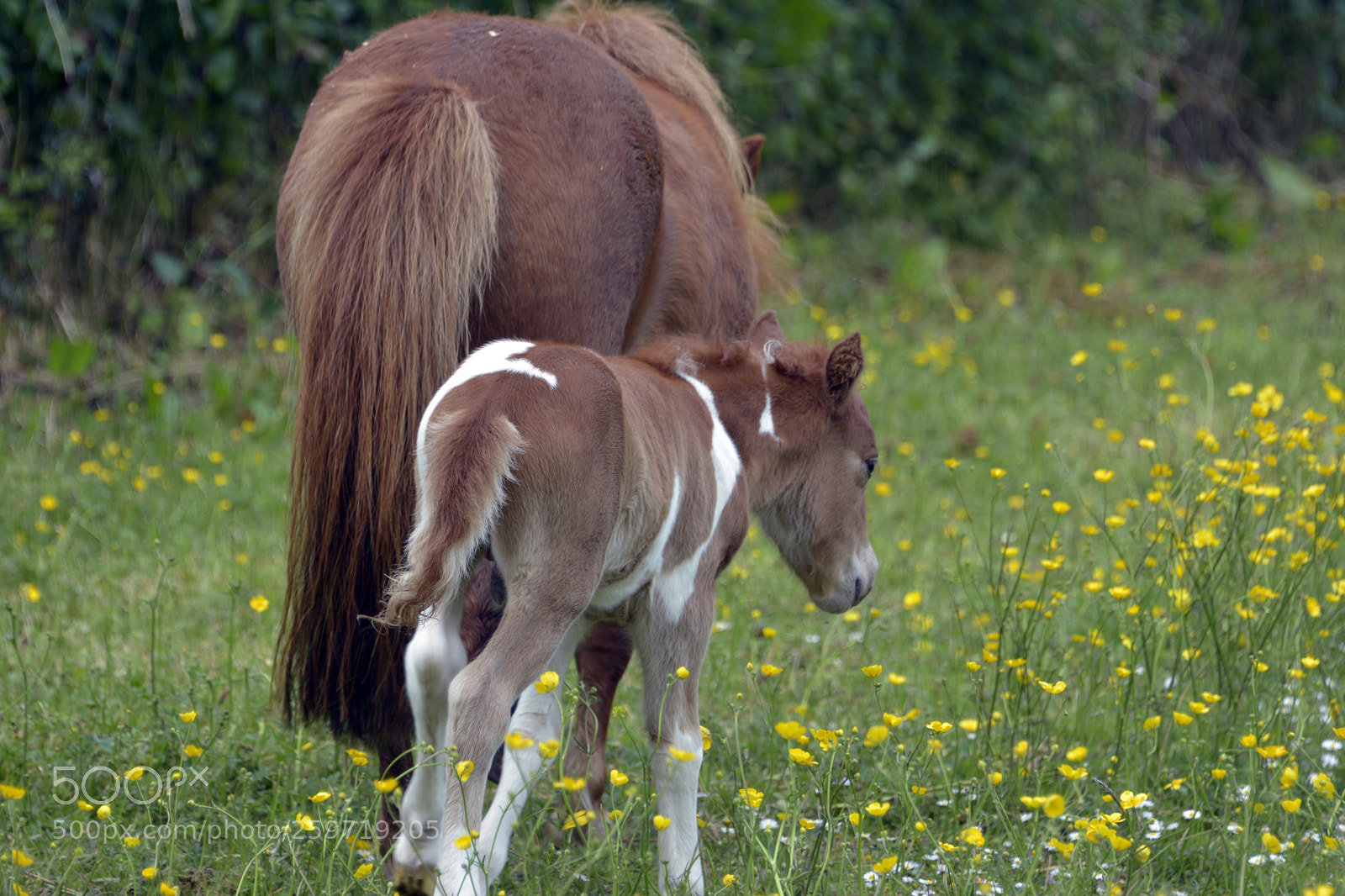 Nikon D7100 sample photo. Miniature foal photography