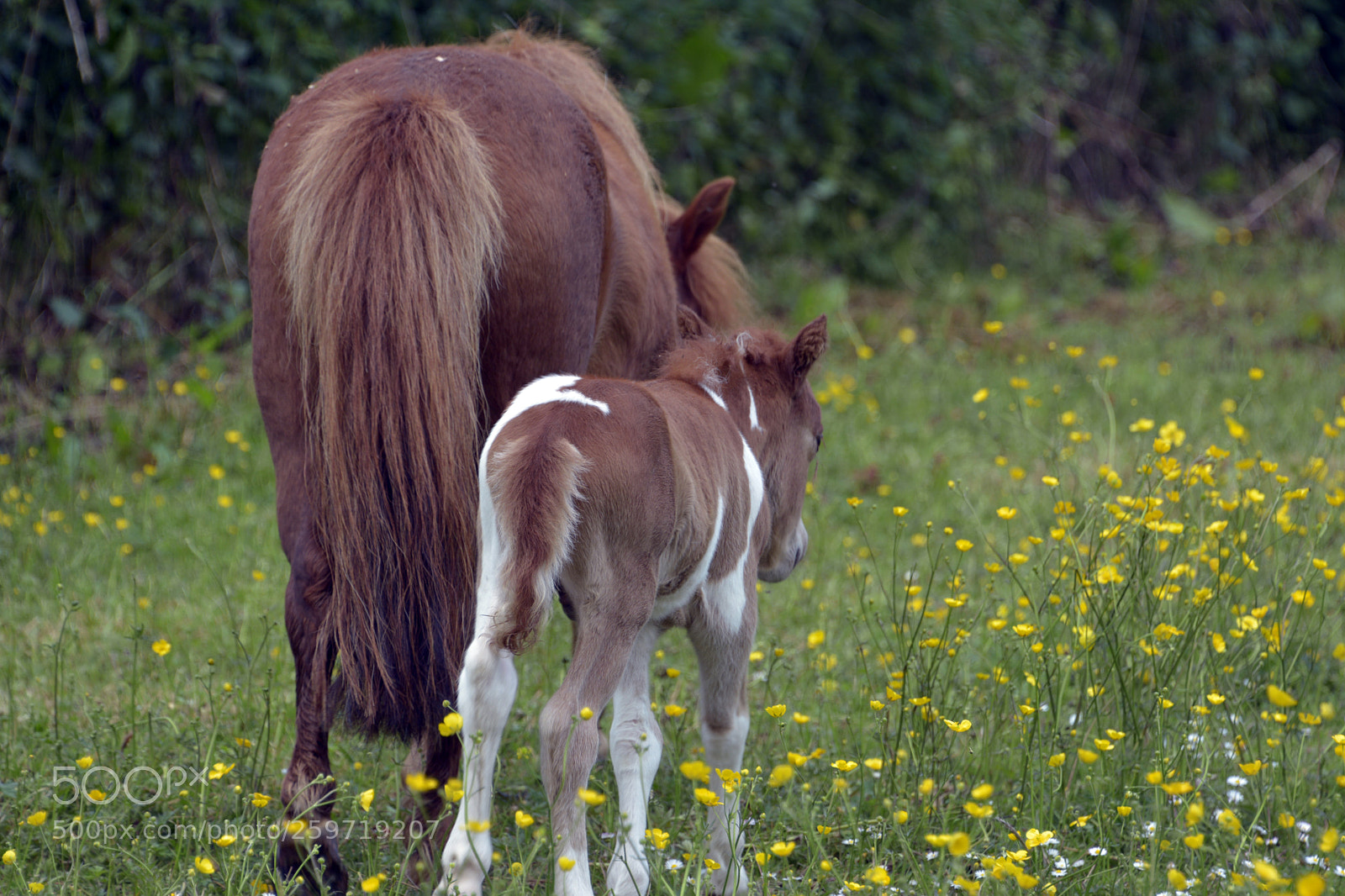 Nikon D7100 sample photo. Miniature foal photography