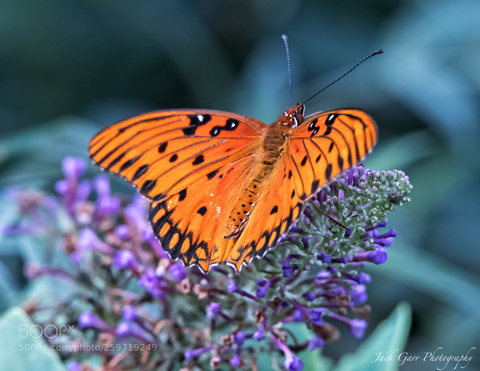 Canon EOS-1D X Mark II sample photo. Gulf fritillary photography