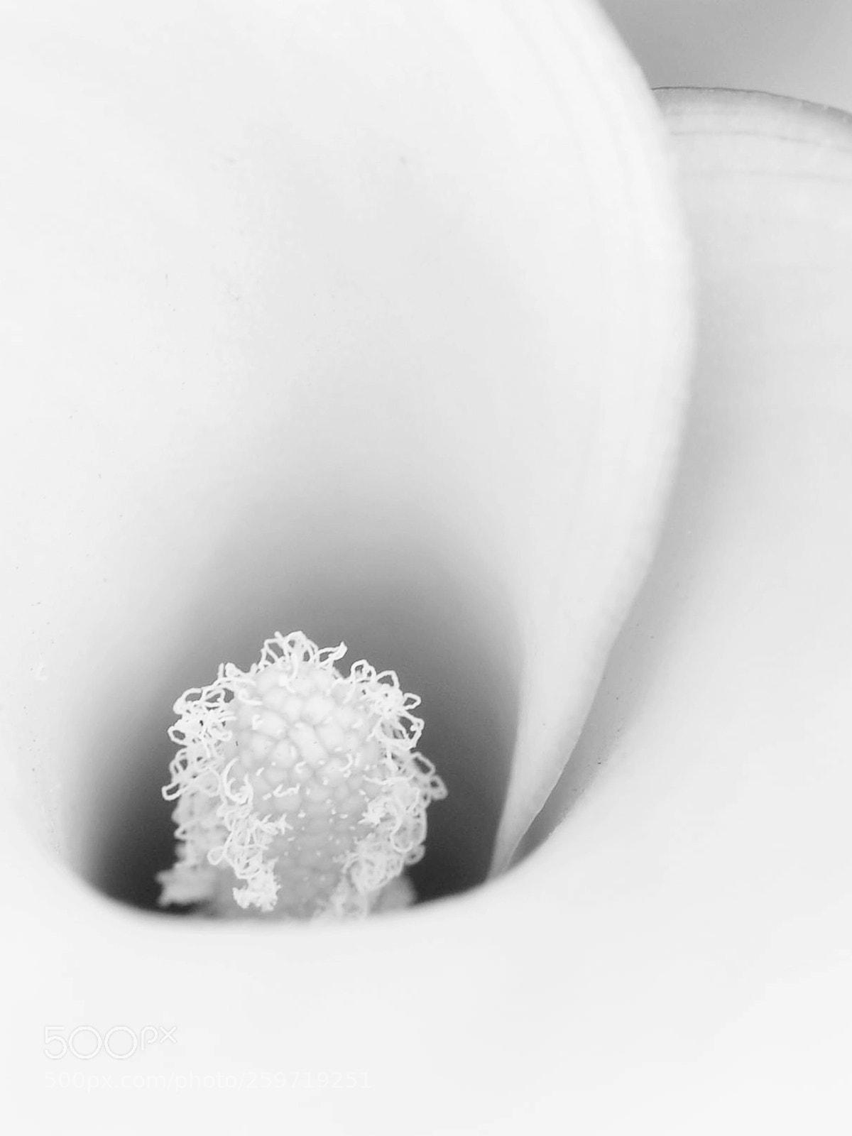 Nikon D90 sample photo. Flower vortex photography