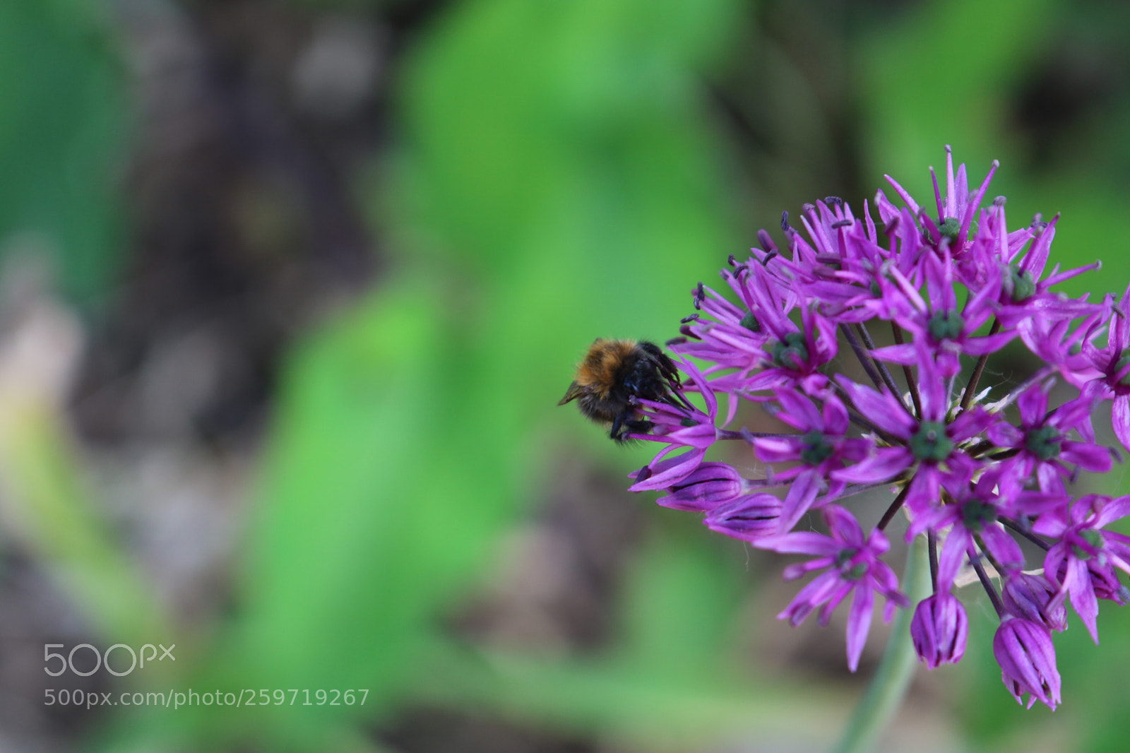 Canon EOS 750D (EOS Rebel T6i / EOS Kiss X8i) sample photo. Bee & flower photography