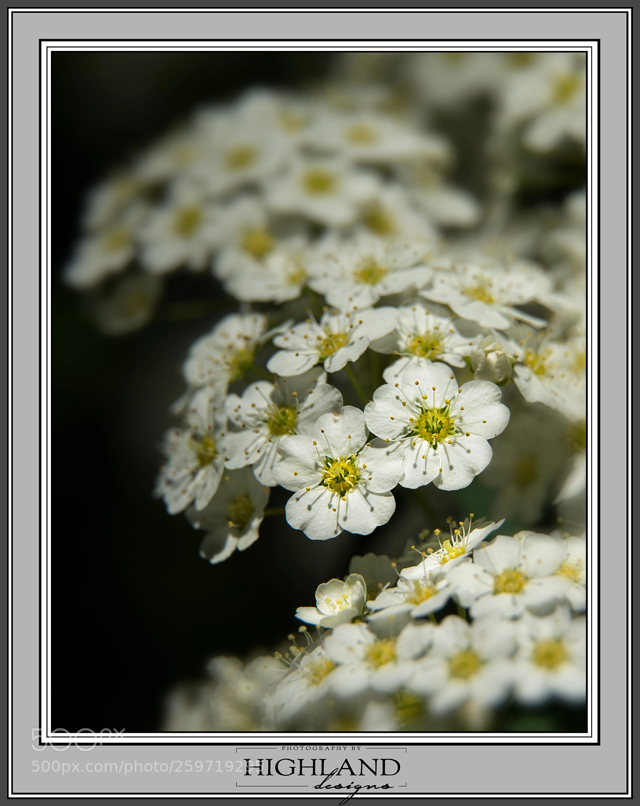 Sony a7 II sample photo. Bridal wreath blossoms m photography