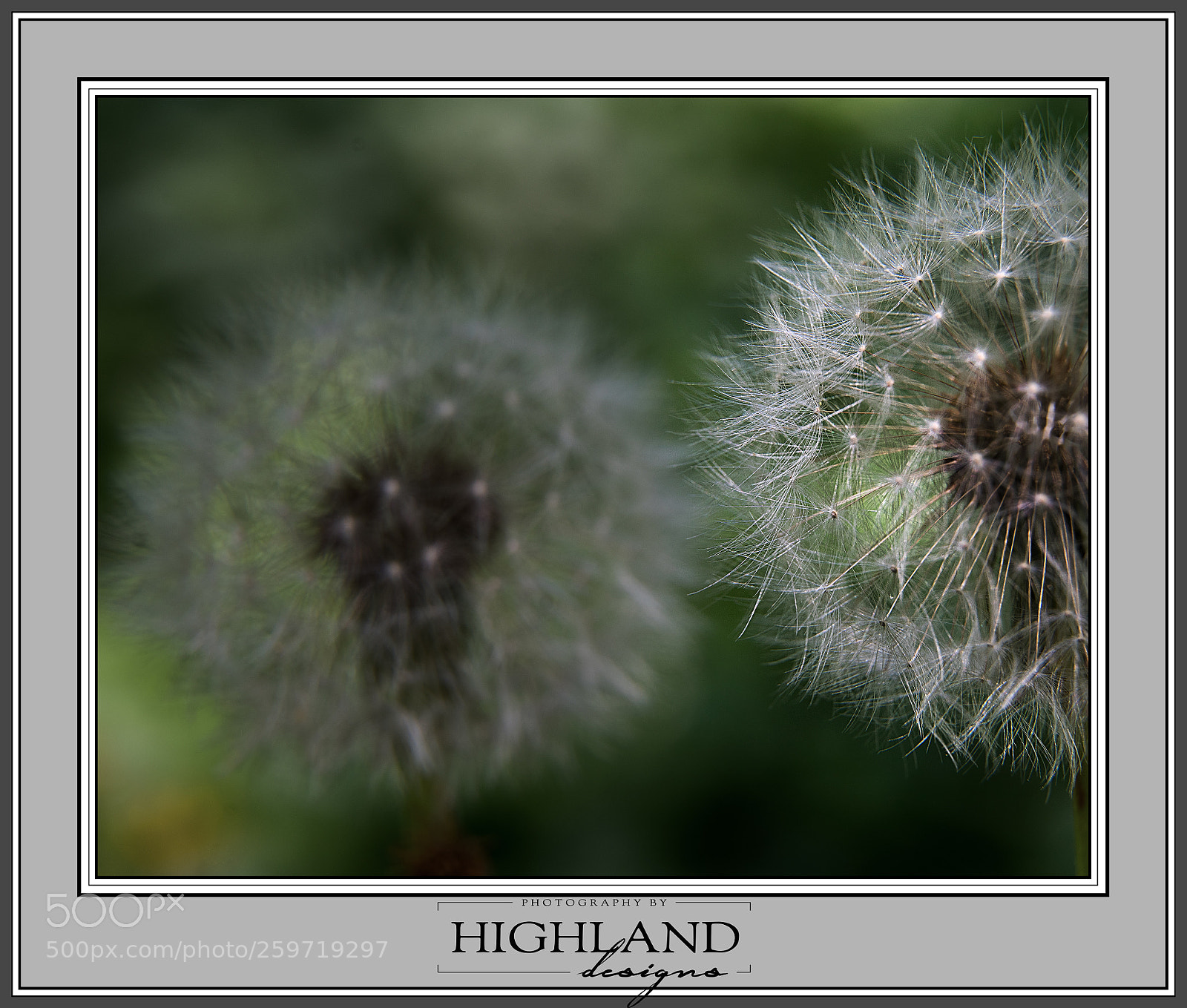 Sony a7 II sample photo. Dandilion m photography