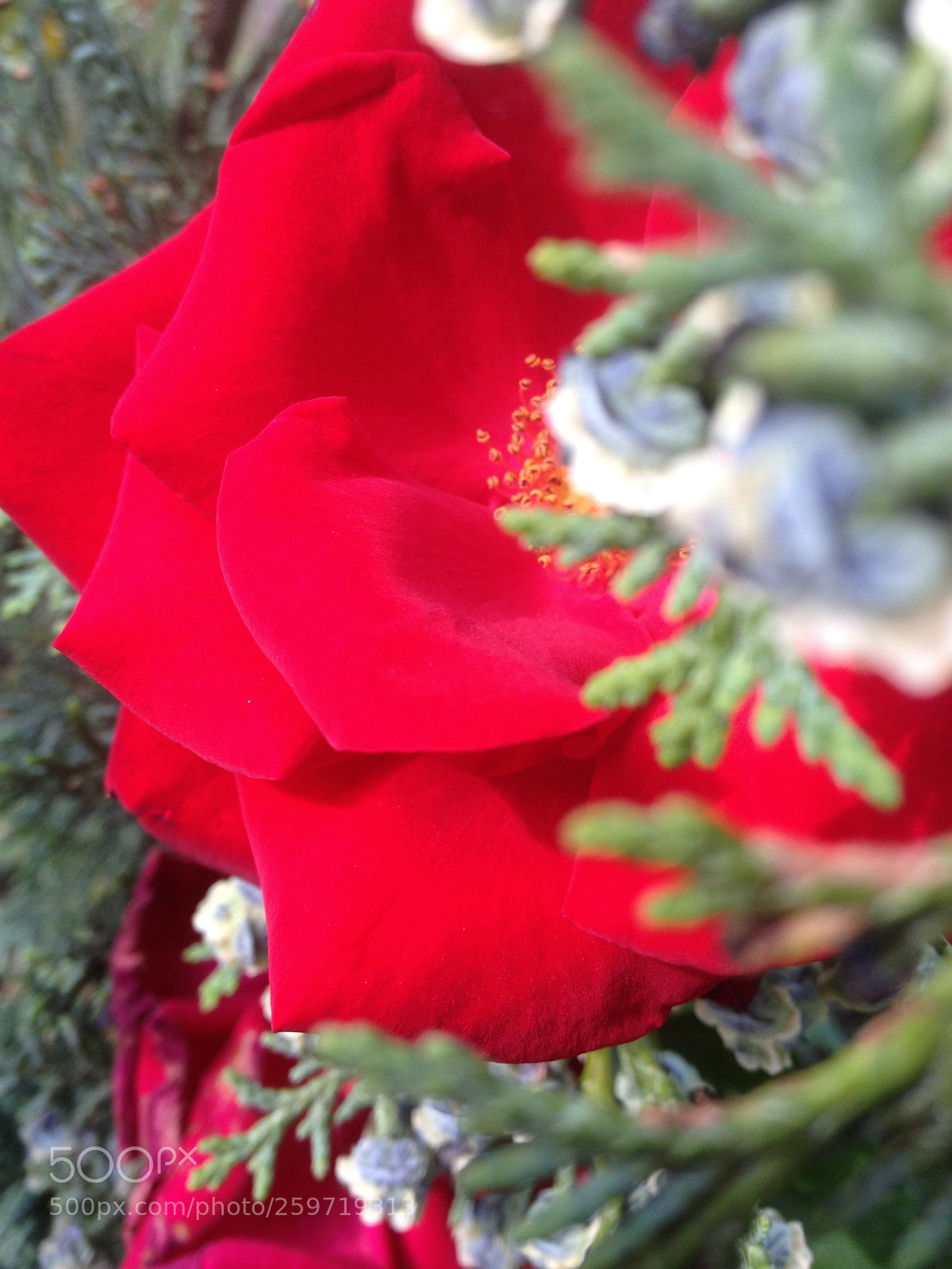 Apple iPhone 4S sample photo. Untitled photography