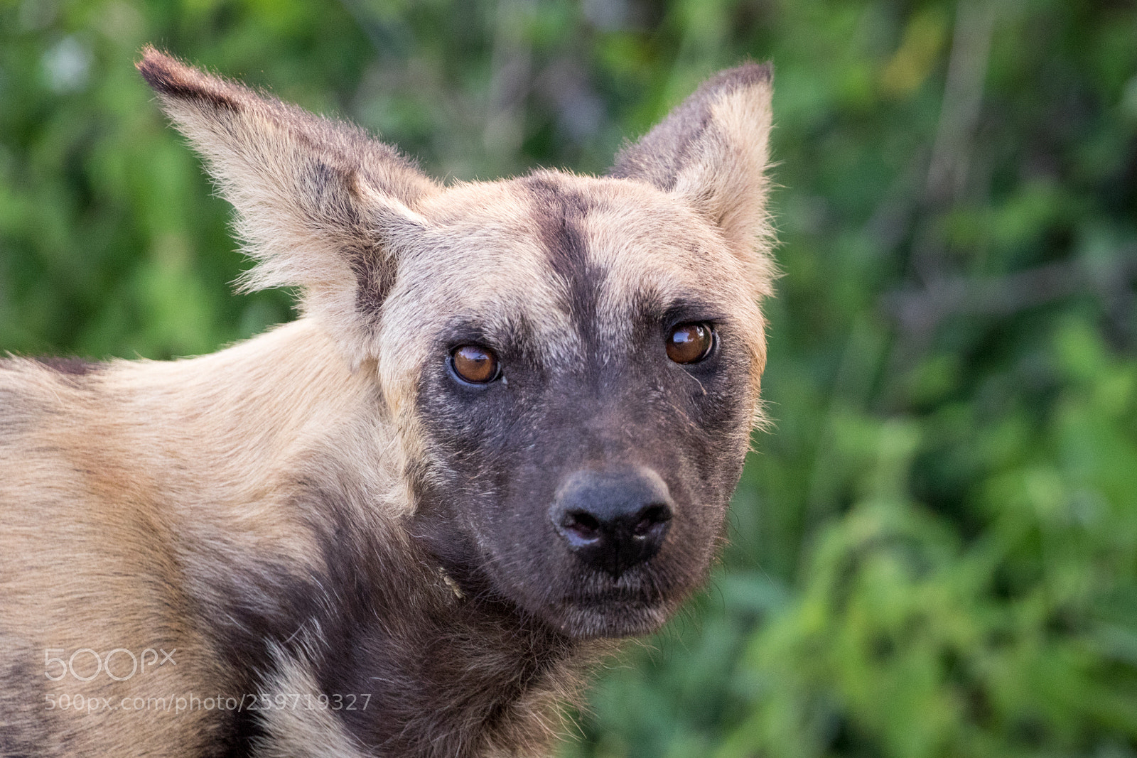 Canon EOS 7D Mark II sample photo. Wild dog photography