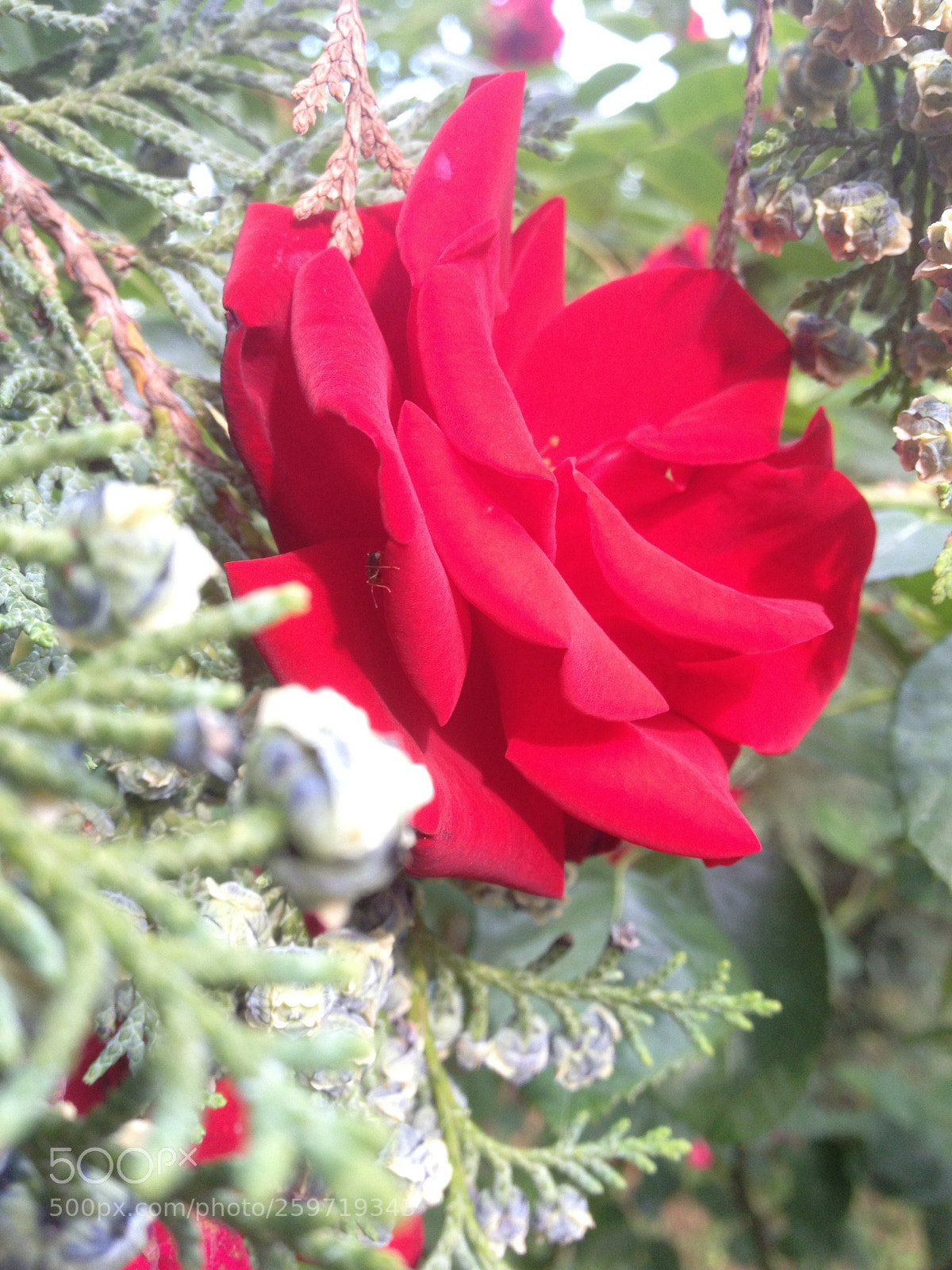 Apple iPhone 4S sample photo. Untitled photography