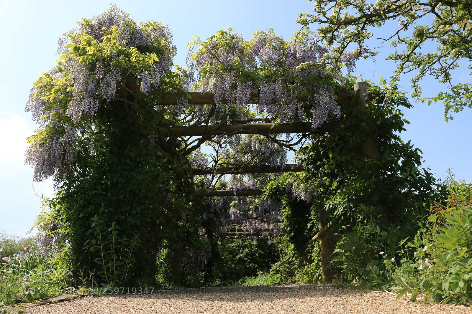 Canon EOS 750D (EOS Rebel T6i / EOS Kiss X8i) sample photo. Wyisteria photography