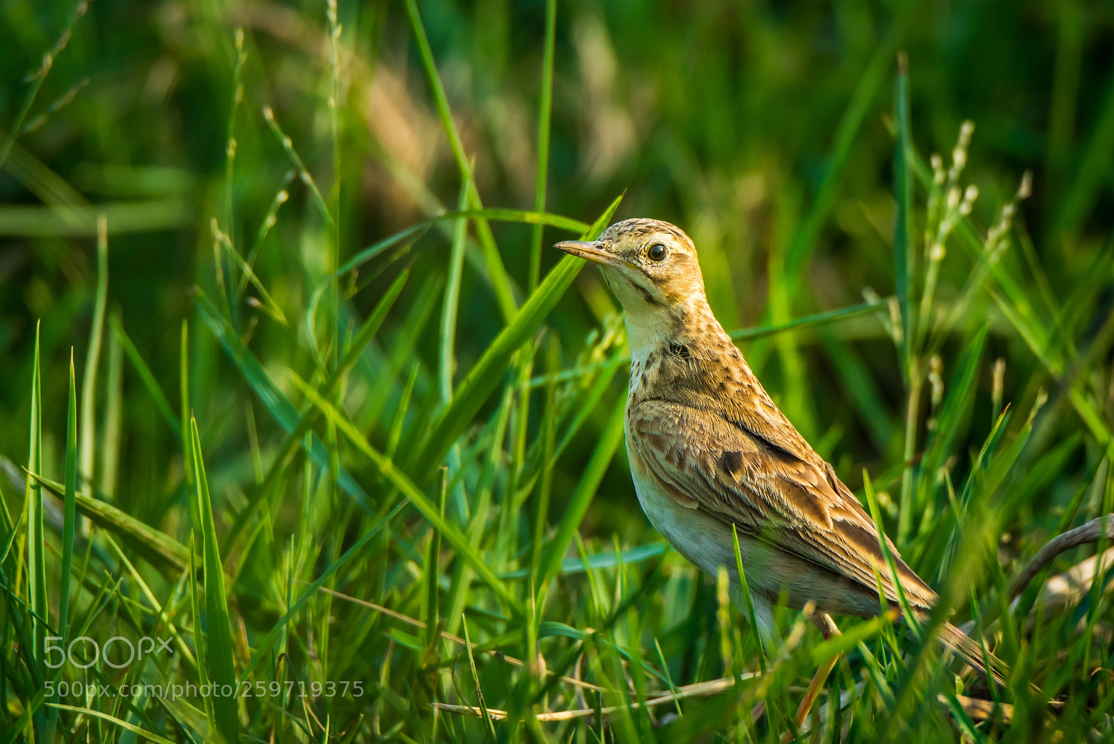 Nikon D7200 sample photo. Prinia photography
