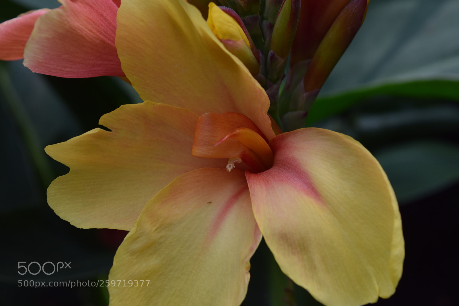 Nikon D3300 sample photo. Upclose yellow flower photography