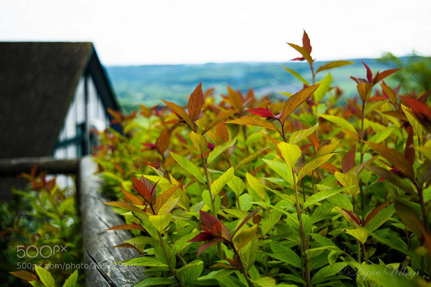 Nikon D5200 sample photo. Summer countryside photography