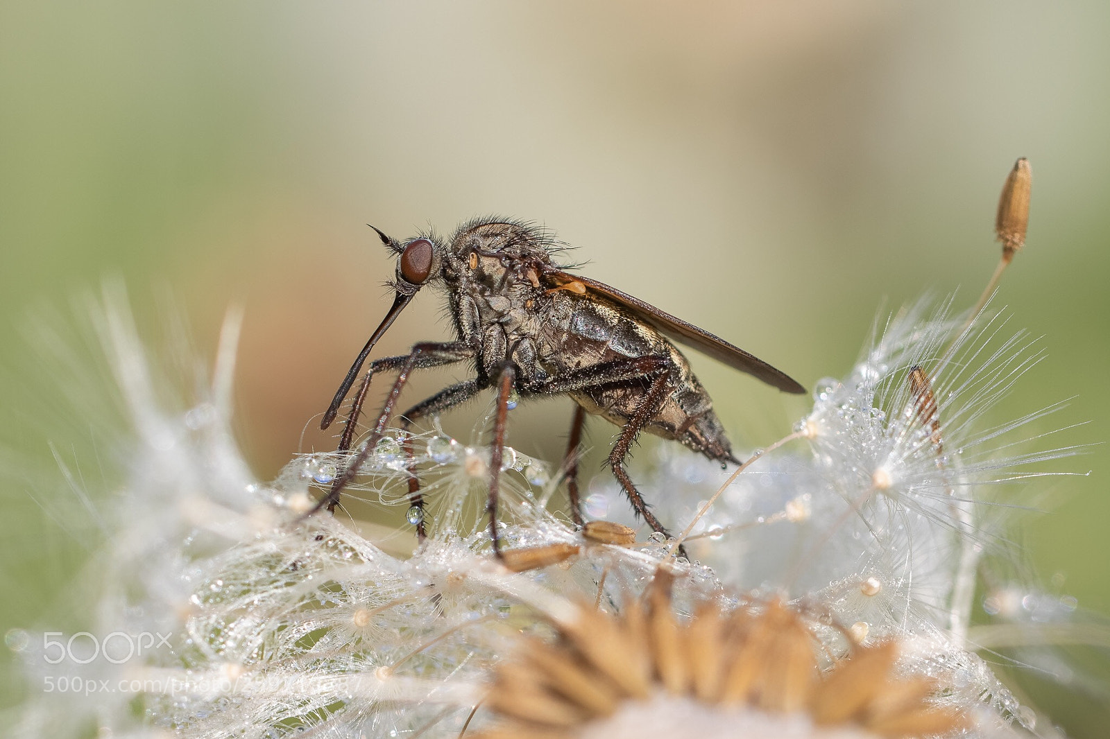 Canon EOS 7D Mark II sample photo. Fly photography