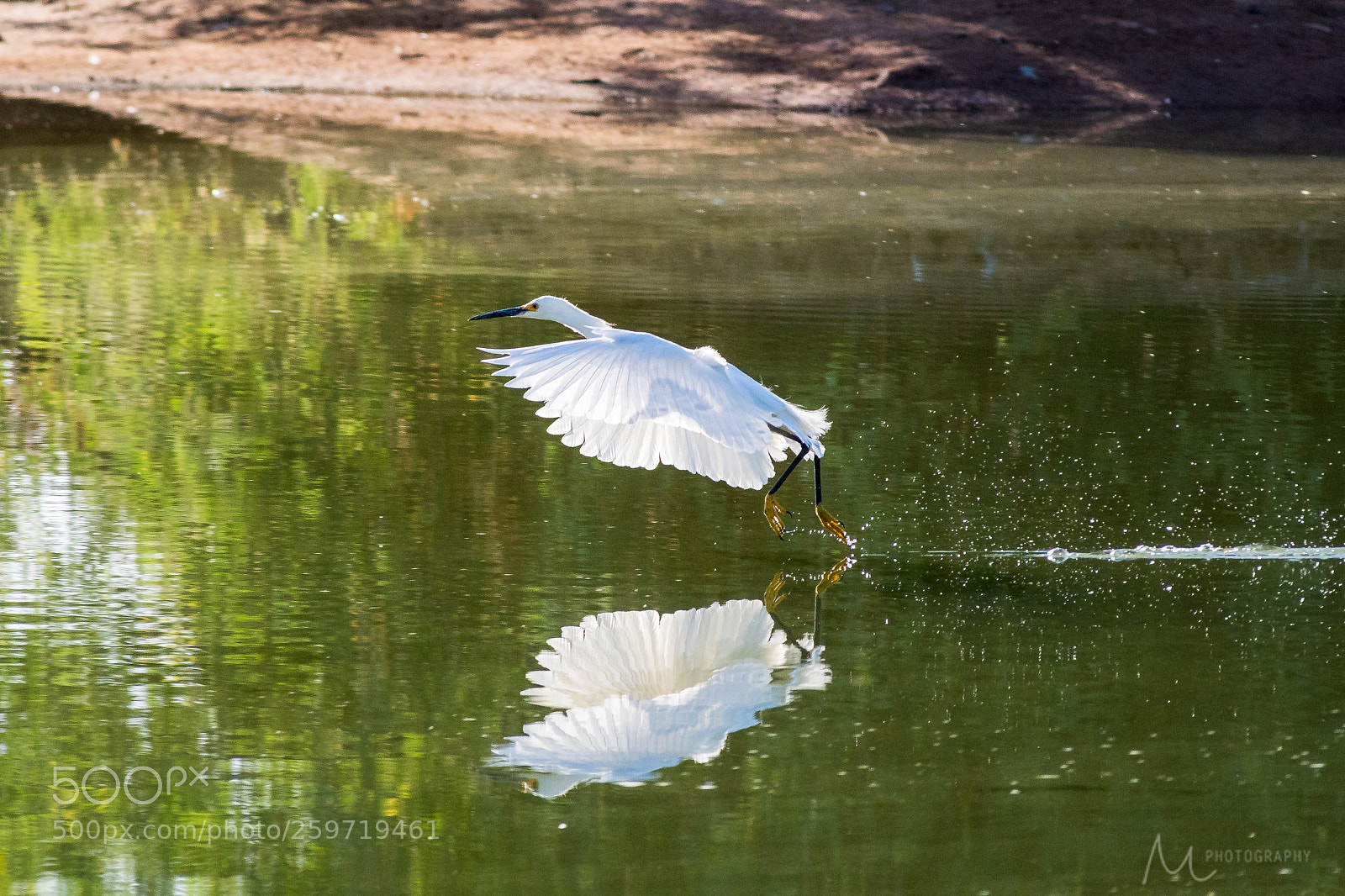 Nikon D7500 sample photo. Egret glide photography