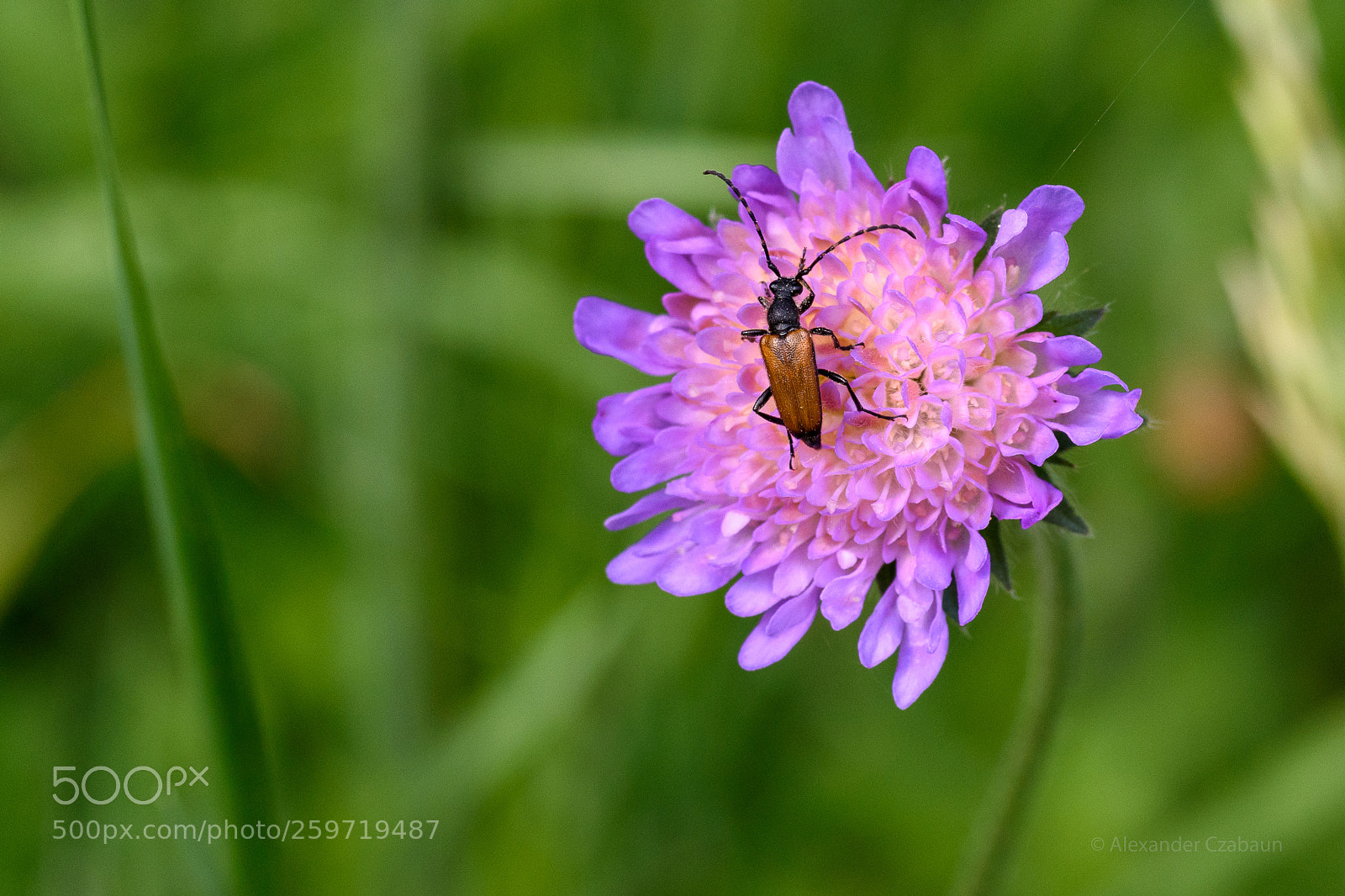 Nikon D5500 sample photo. Knautia with guest photography