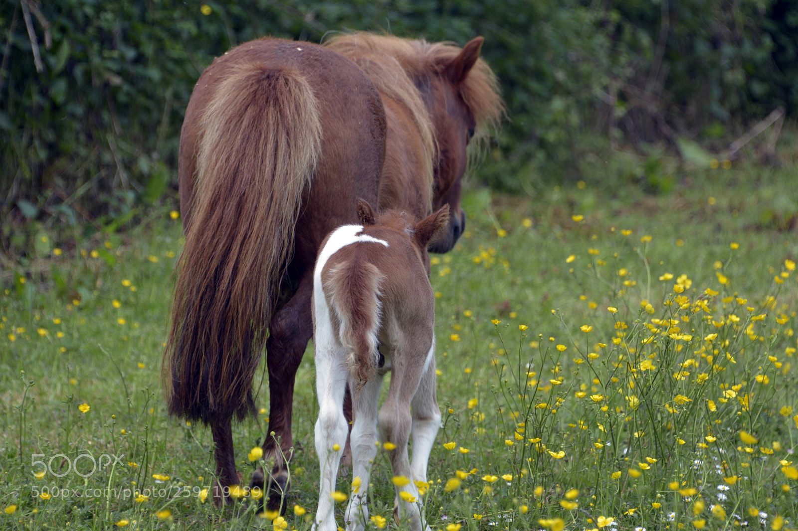 Nikon D7100 sample photo. Miniature foal photography