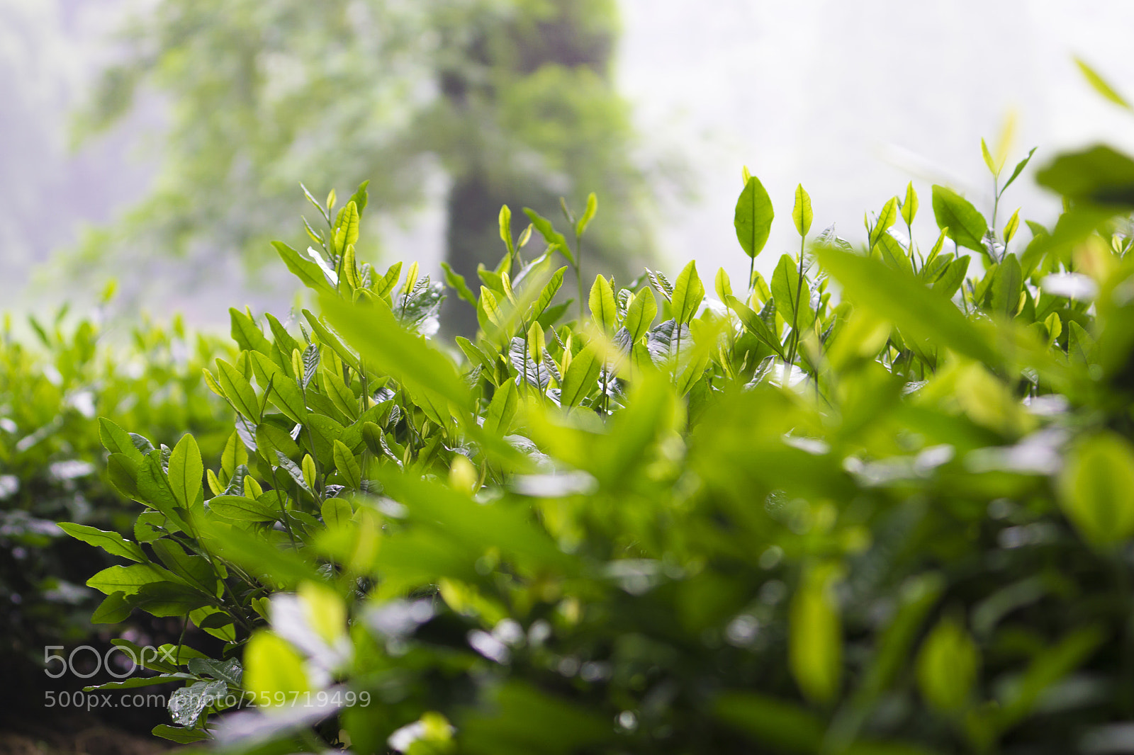 Sony a6000 sample photo. 茶叶 photography