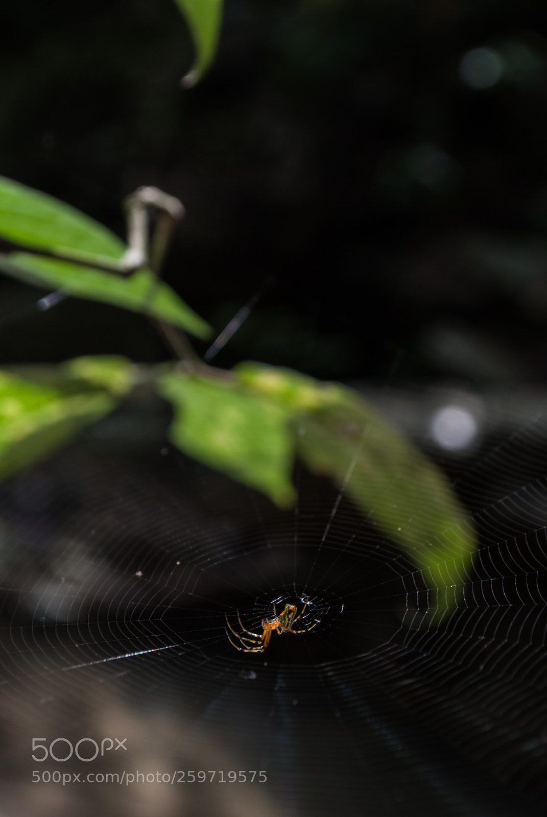 Nikon D60 sample photo. A little dream weaver photography
