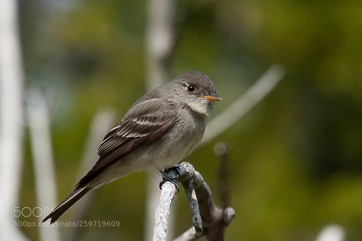 Nikon D700 sample photo. Eastern pewee photography