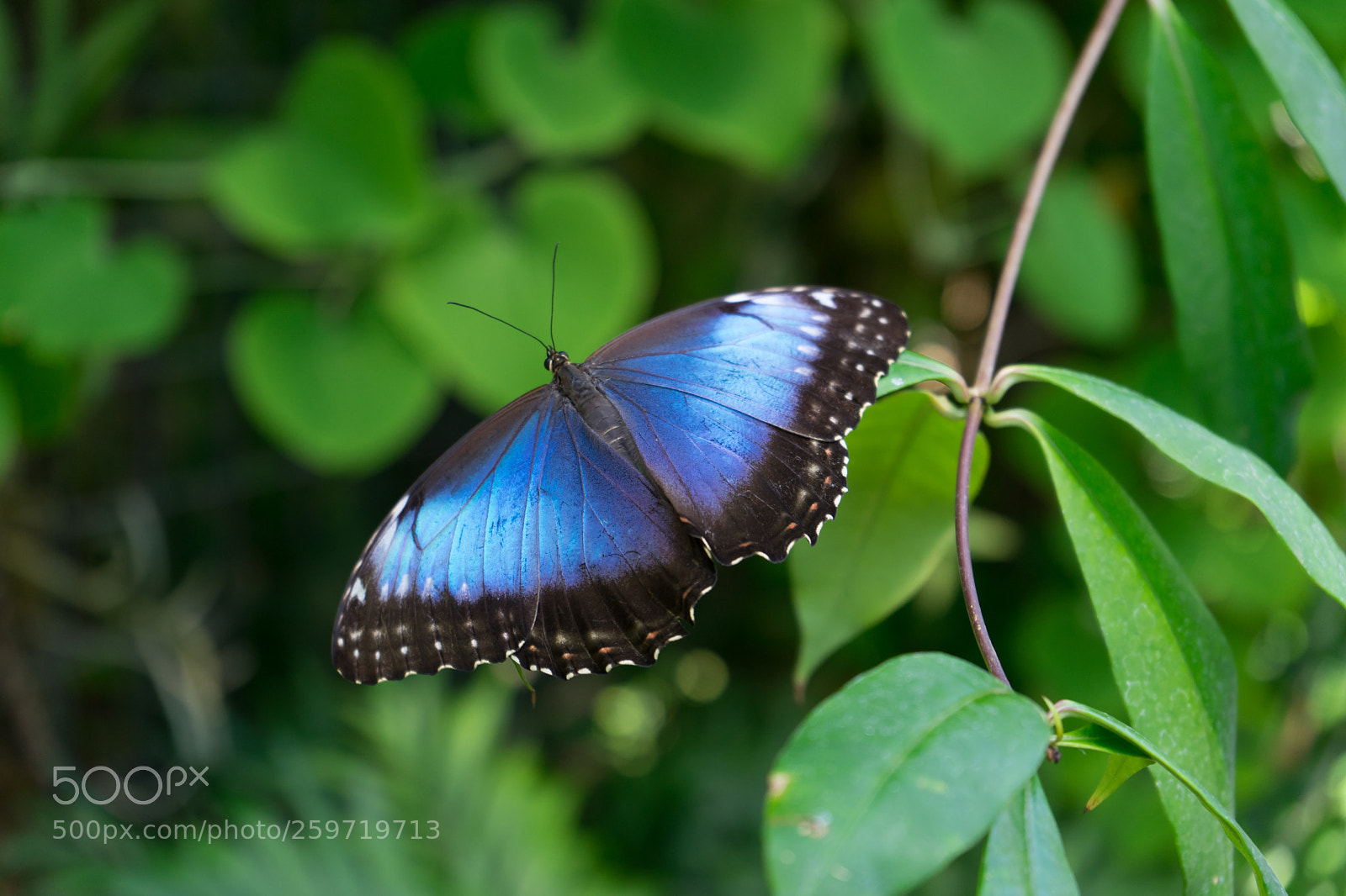 Sony a7 II sample photo. Blue photography