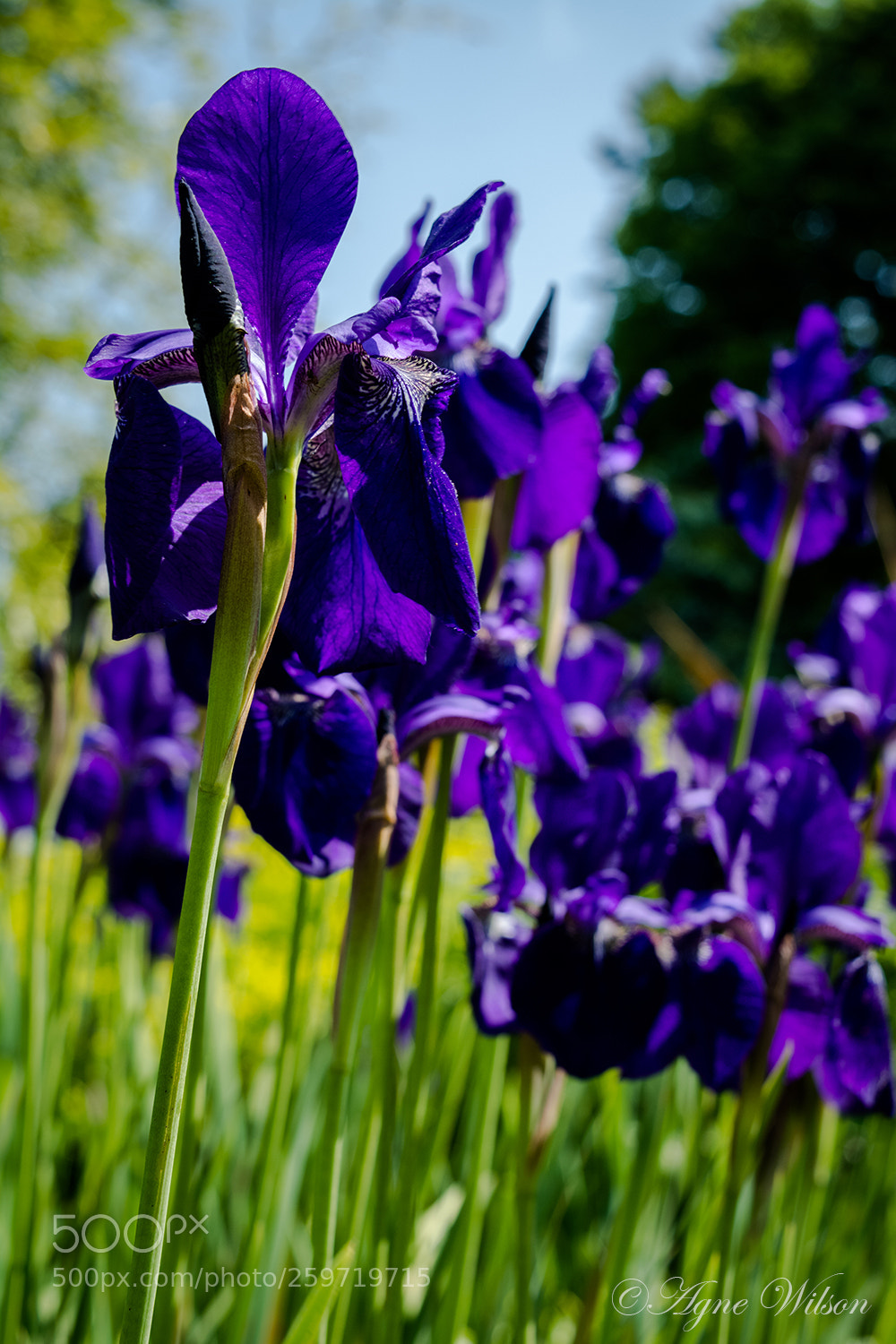 Nikon D5200 sample photo. Irises photography