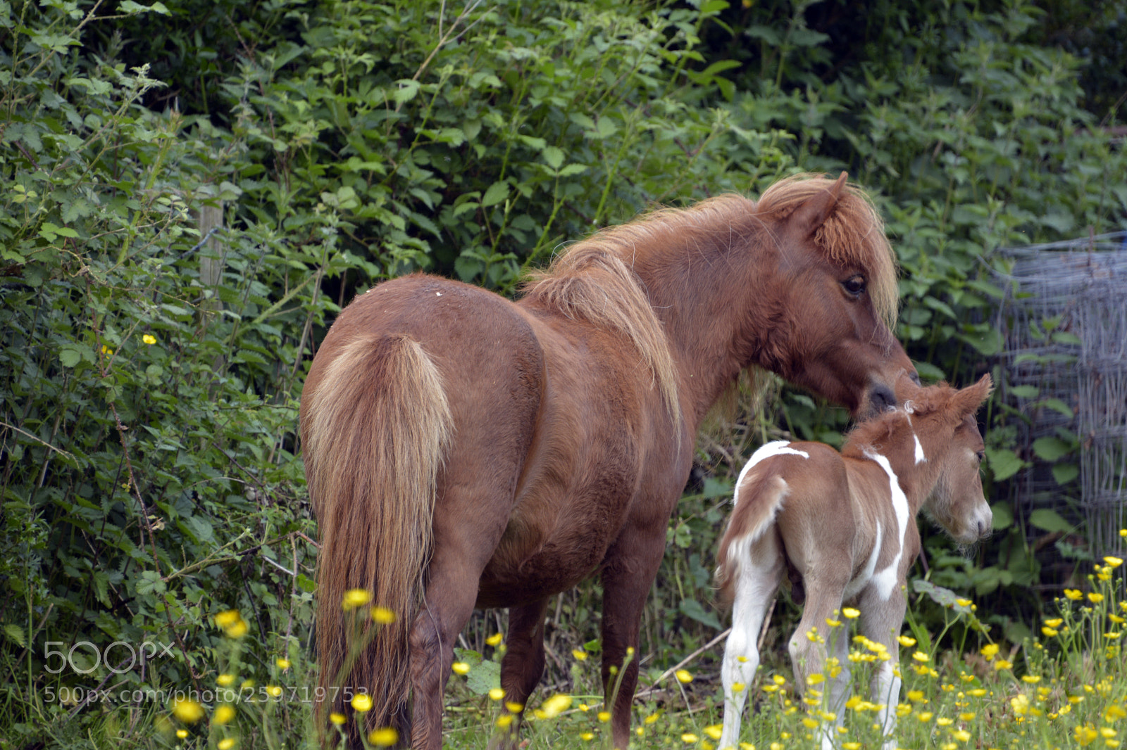 Nikon D7100 sample photo. Miniature foal photography