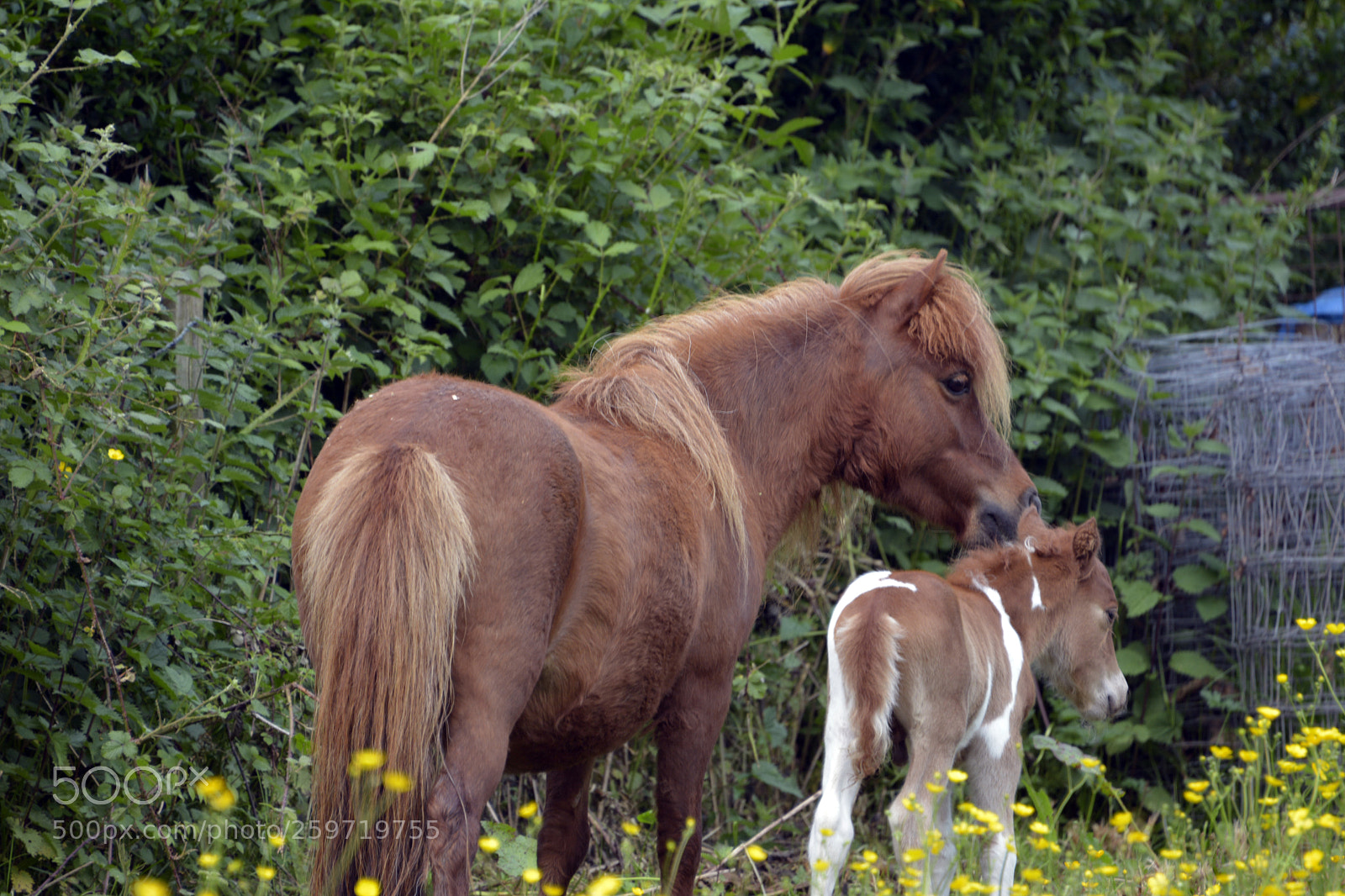 Nikon D7100 sample photo. Miniature foal photography