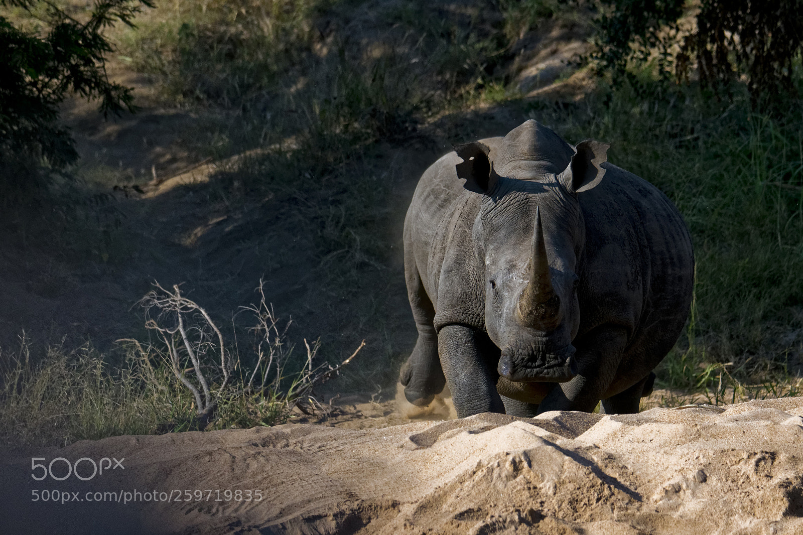 Nikon D500 sample photo. White rhino photography