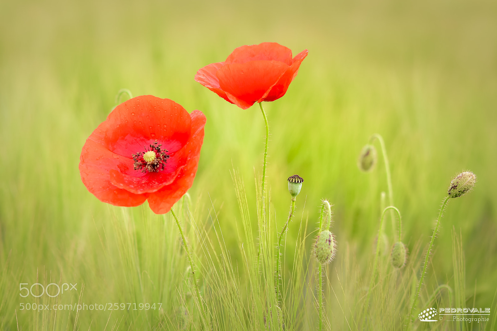 Nikon D5500 sample photo. Poppies. photography