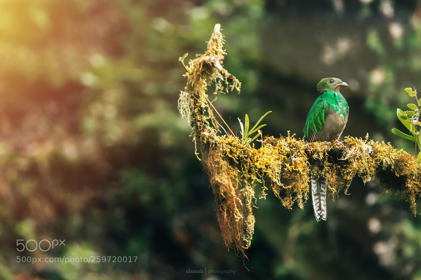 Nikon D7200 sample photo. Quetzales photography