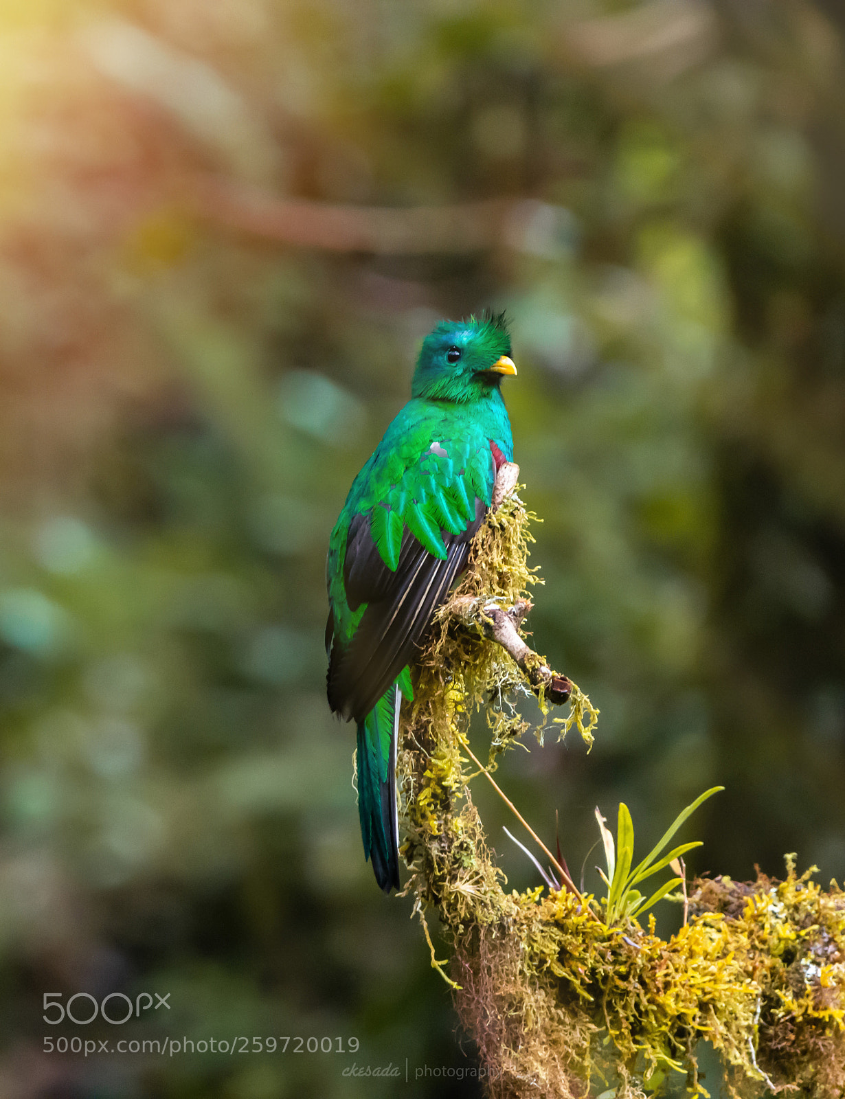Nikon D7200 sample photo. Quetzales photography