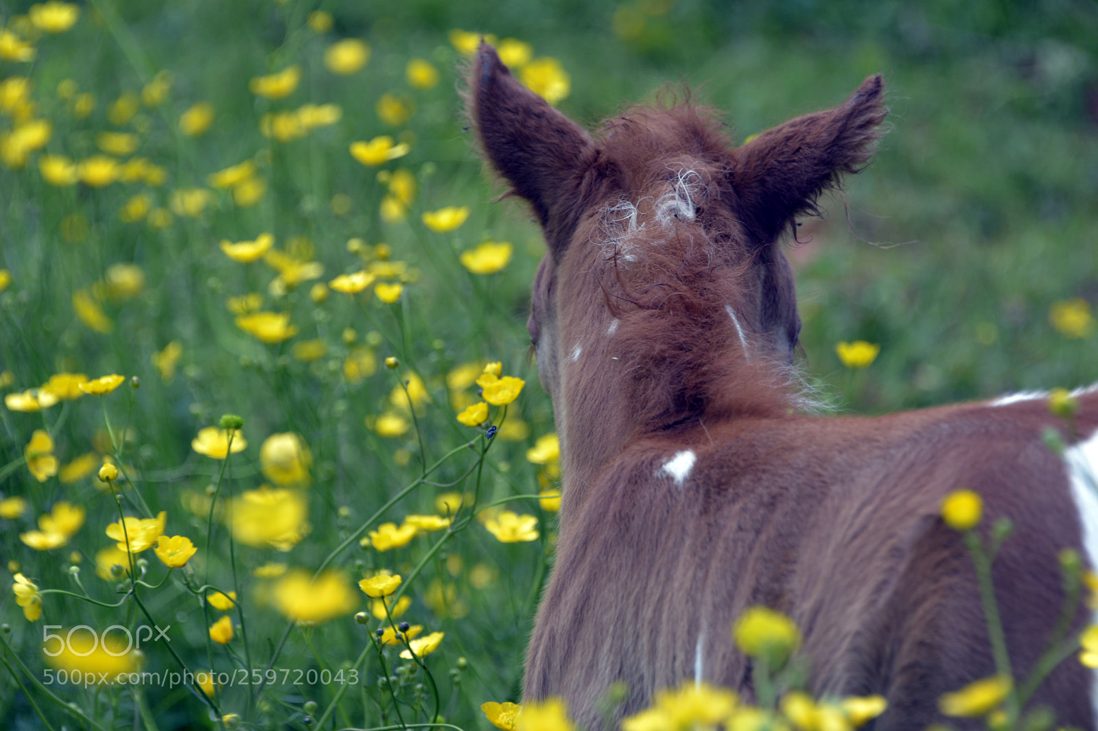 Nikon D7100 sample photo. Miniature foal photography