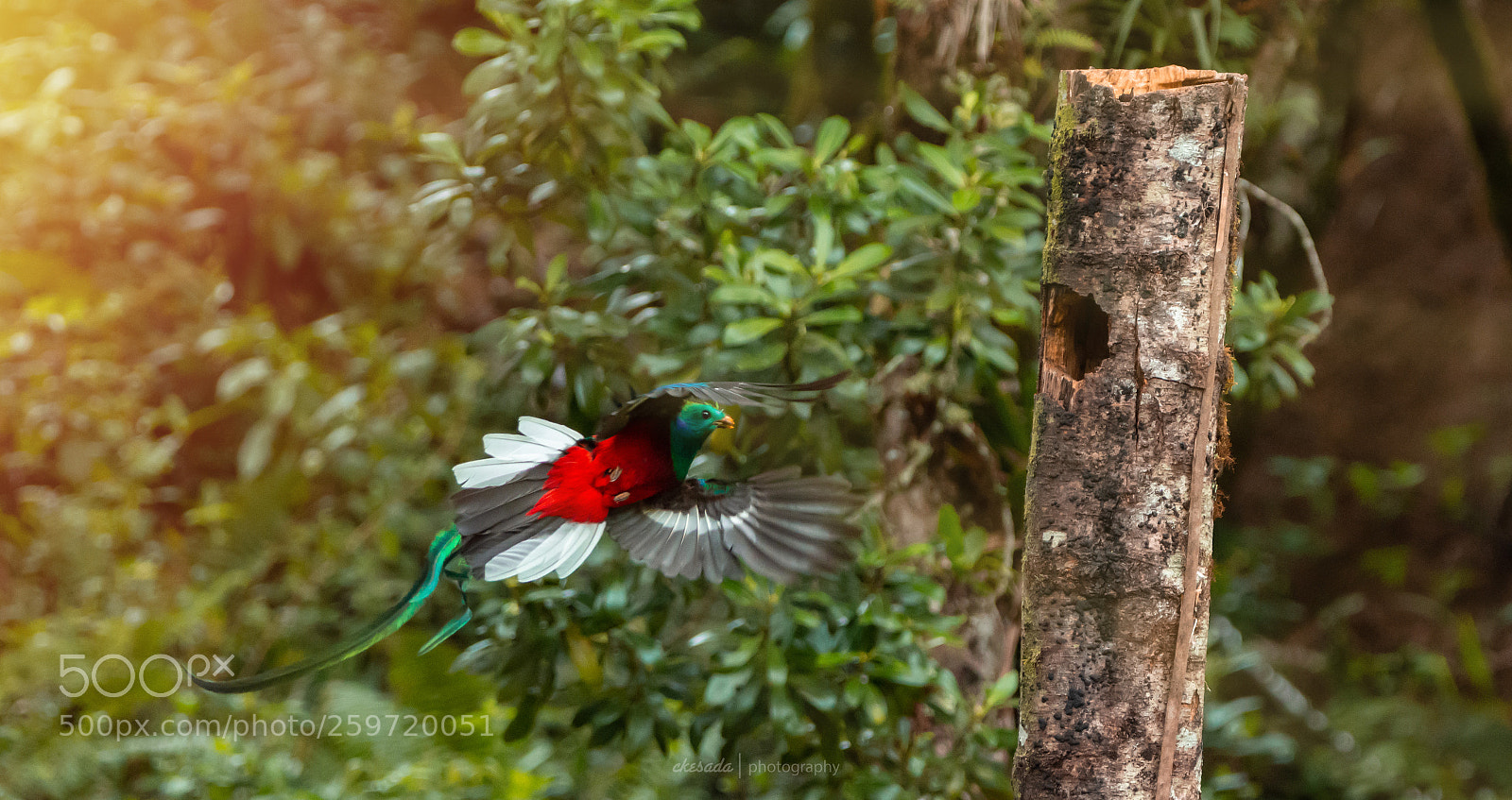 Nikon D7200 sample photo. Quetzales photography